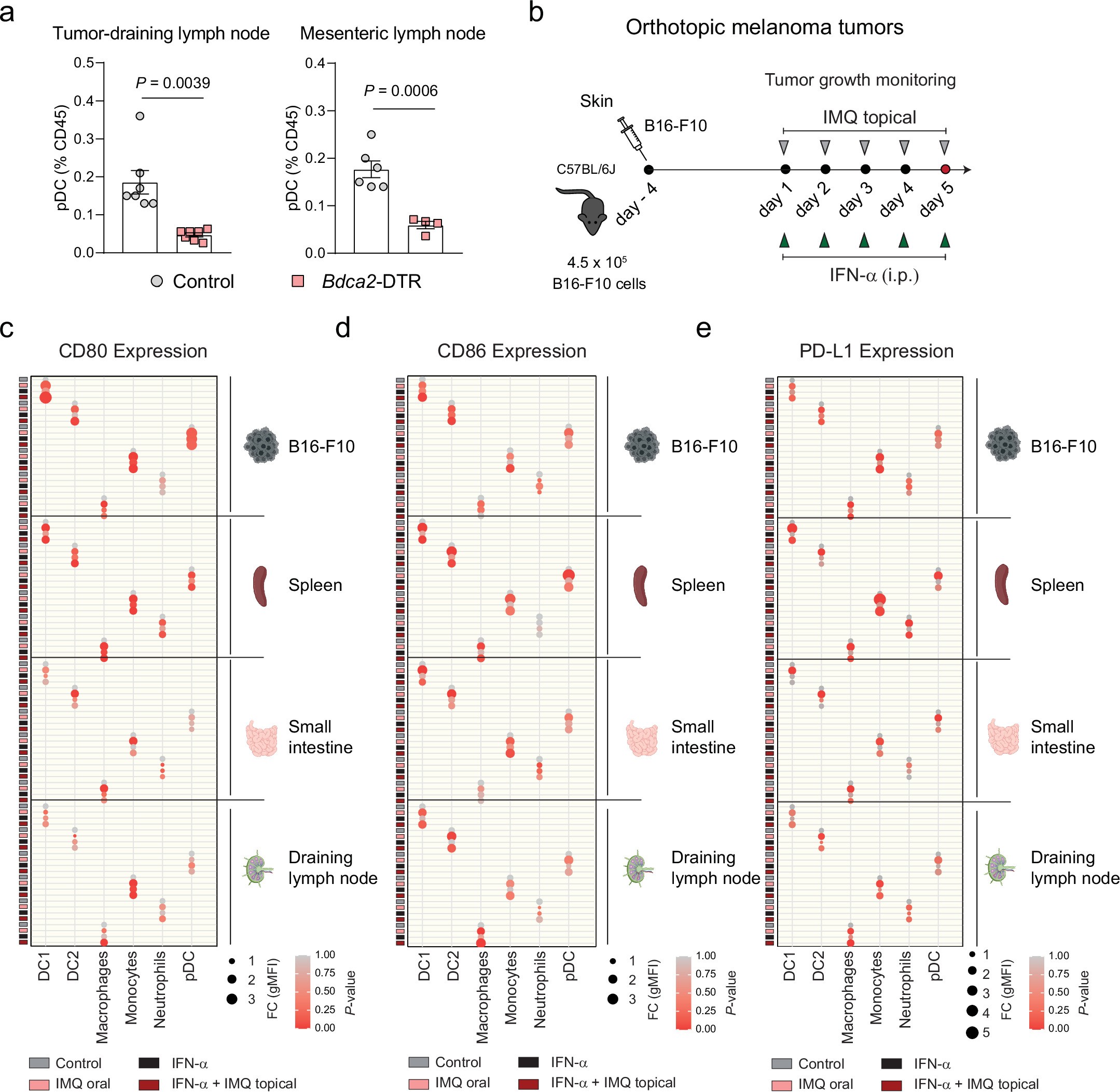 Extended Data Fig. 2: IFN-α induces maturation on myeloid cells across tissues.