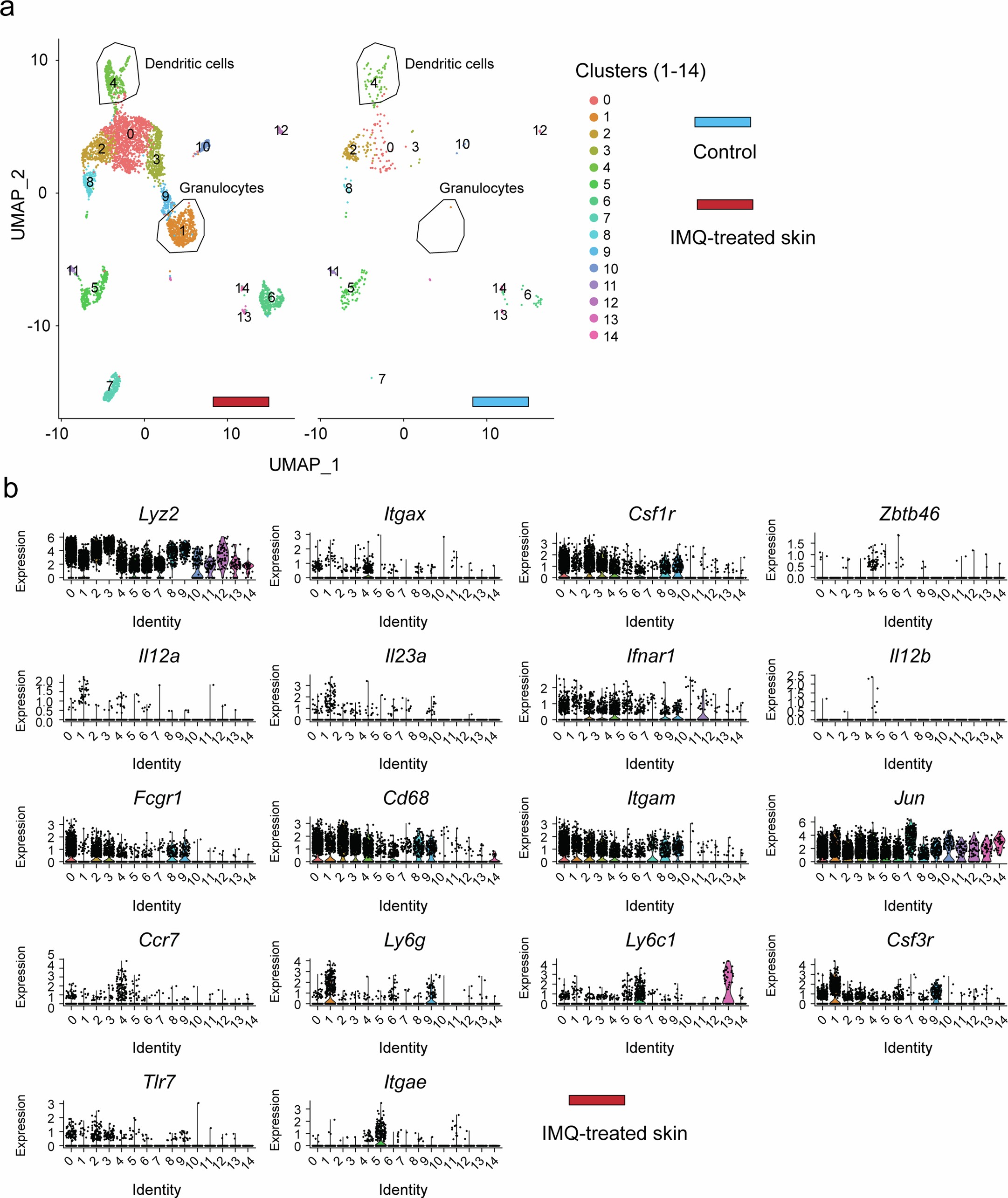 Extended Data Fig. 5: Dendritic cells are the primary source of IL-12 in IMQ-treated skin.