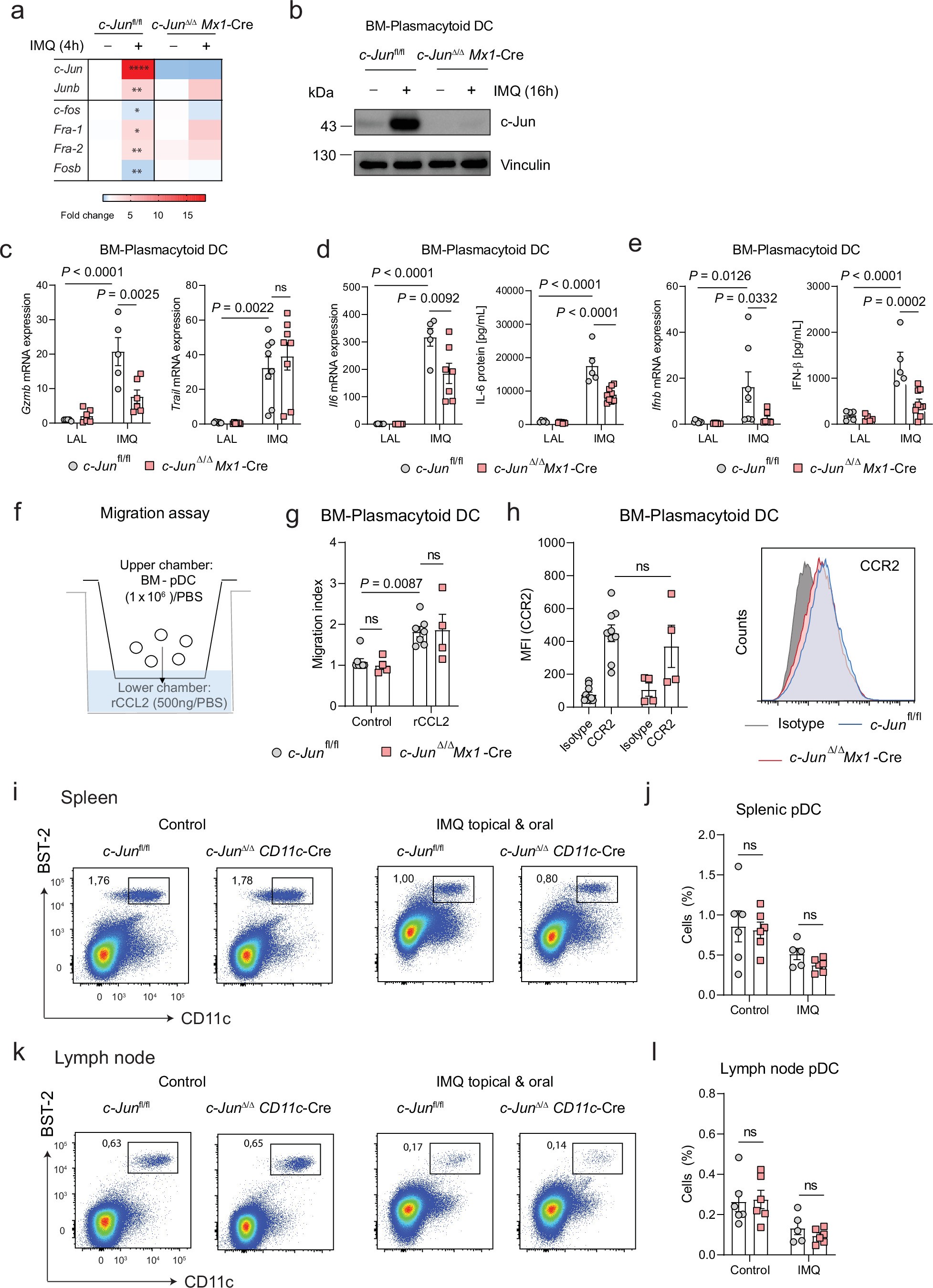 Extended Data Fig. 8: Role of c-Jun in the development and function of pDCs.