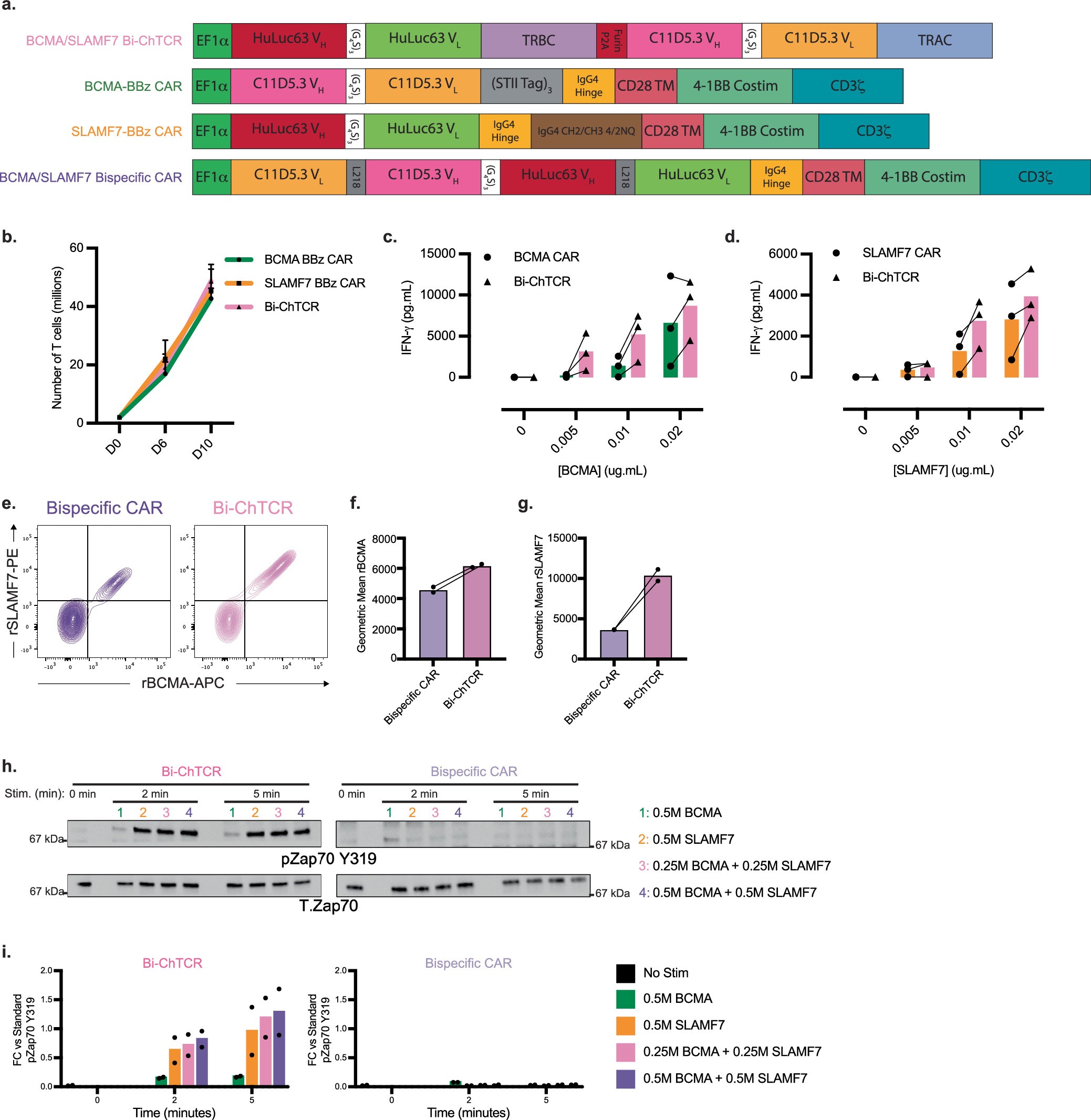 Extended Data Fig. 10: BCMA/SLAMF7 ChTCR constructs, antigen sensitivity and signaling comparison of BCMA/SLAMF7 Bi-ChTCR T cells.