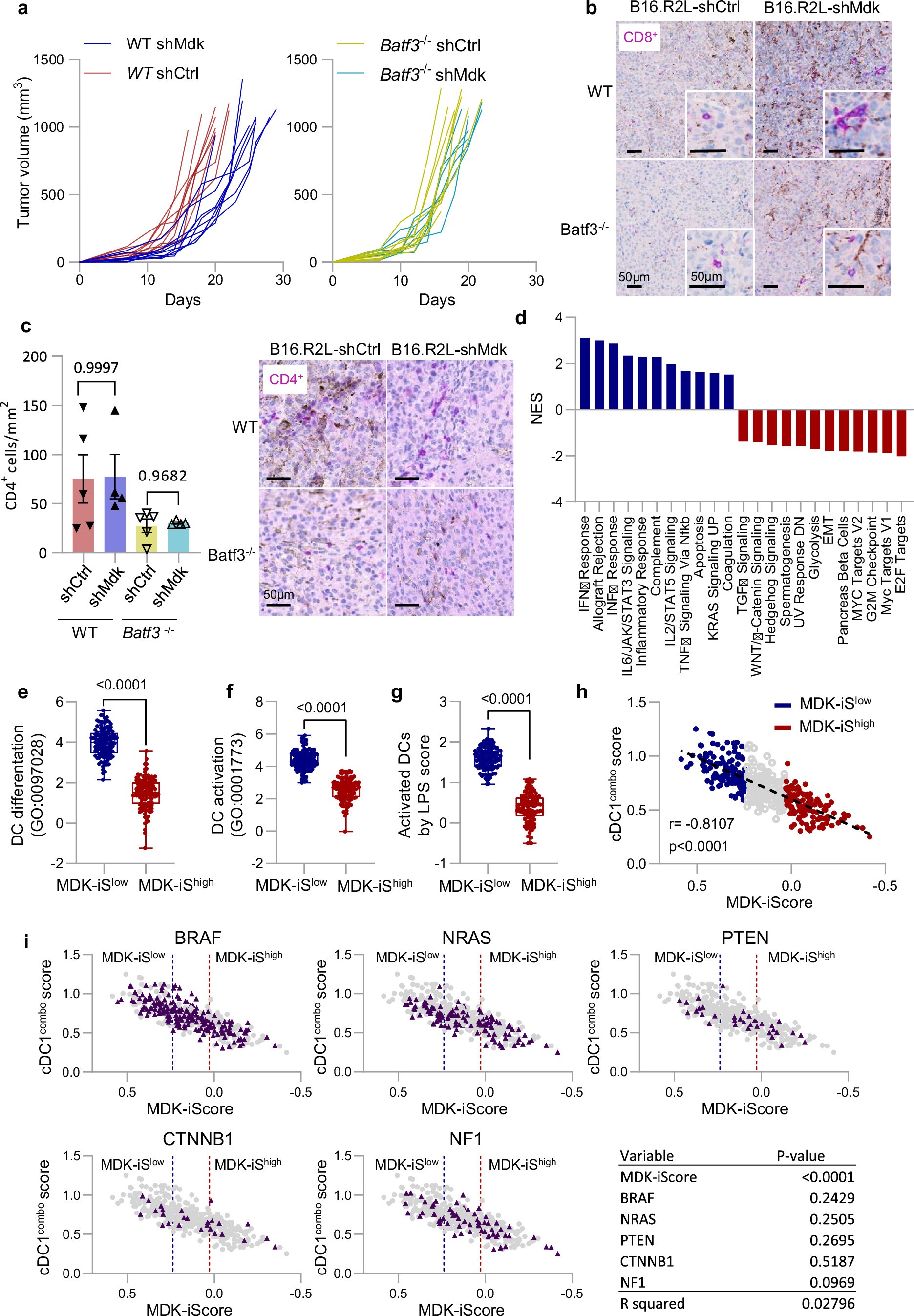 Extended Data Fig. 2: Impact of MDK on cDC1-associated features.