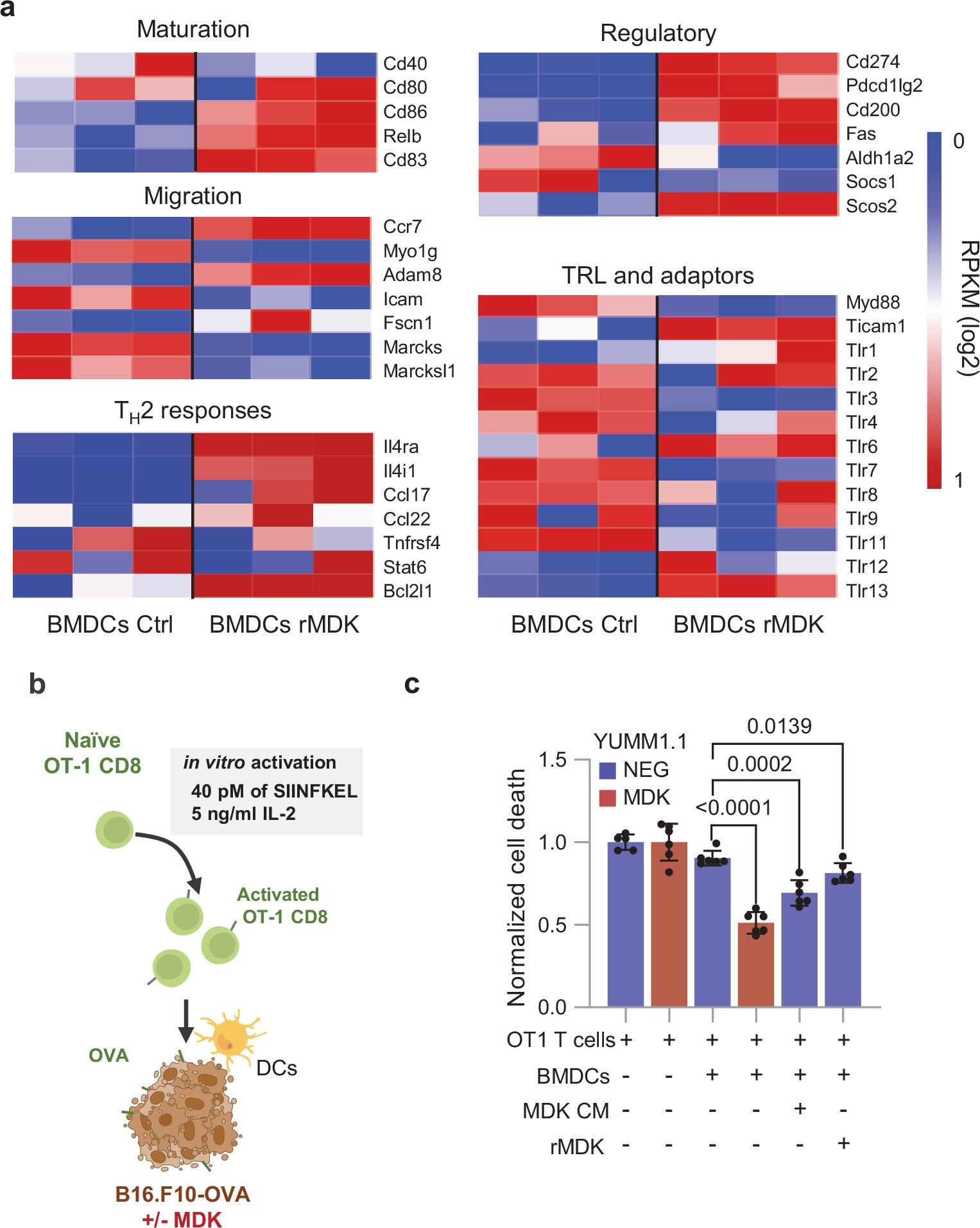 Extended Data Fig. 7: Comparison between rMDK-treated BMDCs vs mregDC signatures.