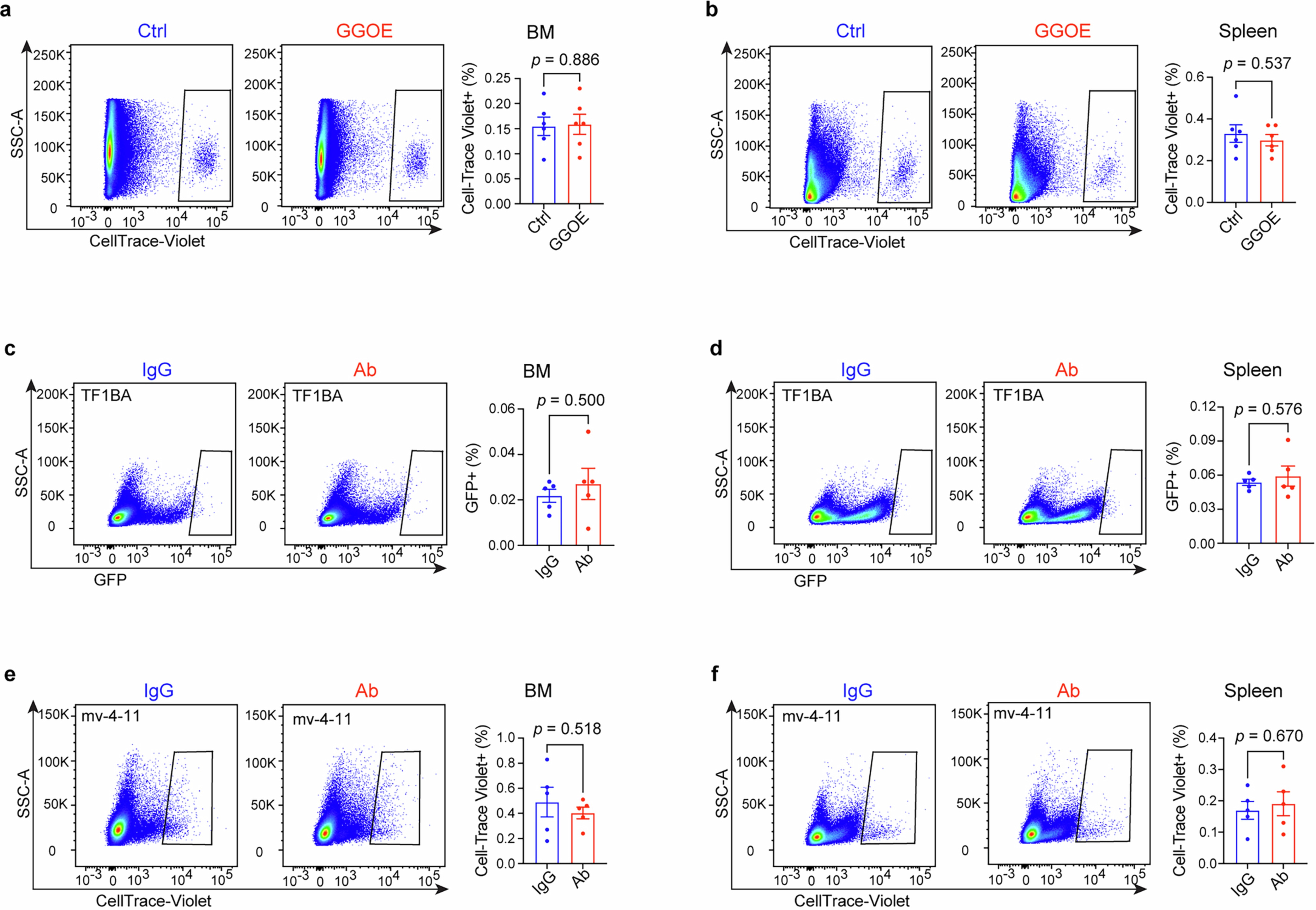 Extended Data Fig. 7: Gremlin1 overexpression or treatment of Gremlin1 antibody does not affect CML or AML cell homing to the BM or spleen.