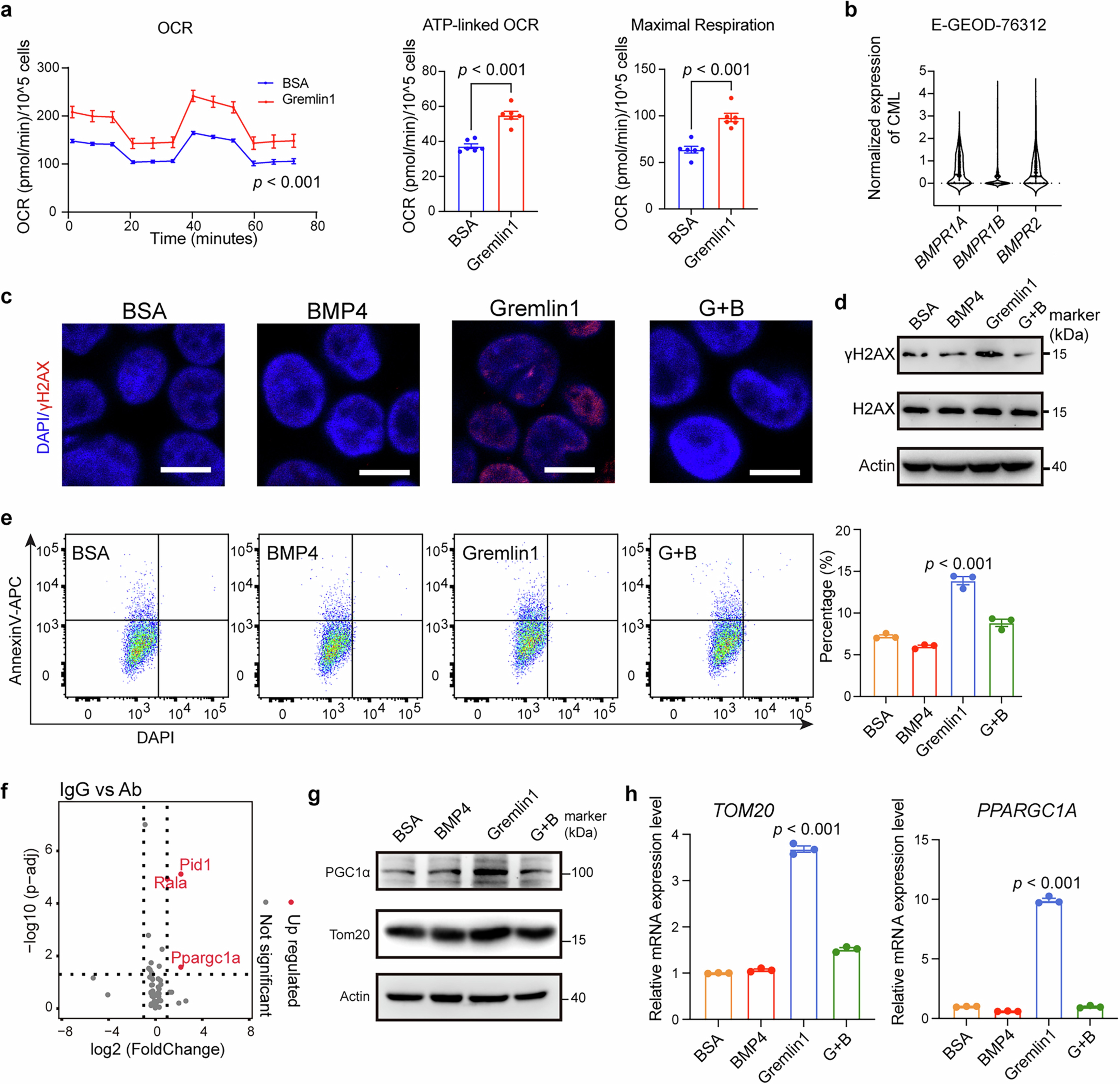 Extended Data Fig. 9: Gremlin 1 promotes apoptosis in CML cells via inhibiting the BMP signaling pathway.