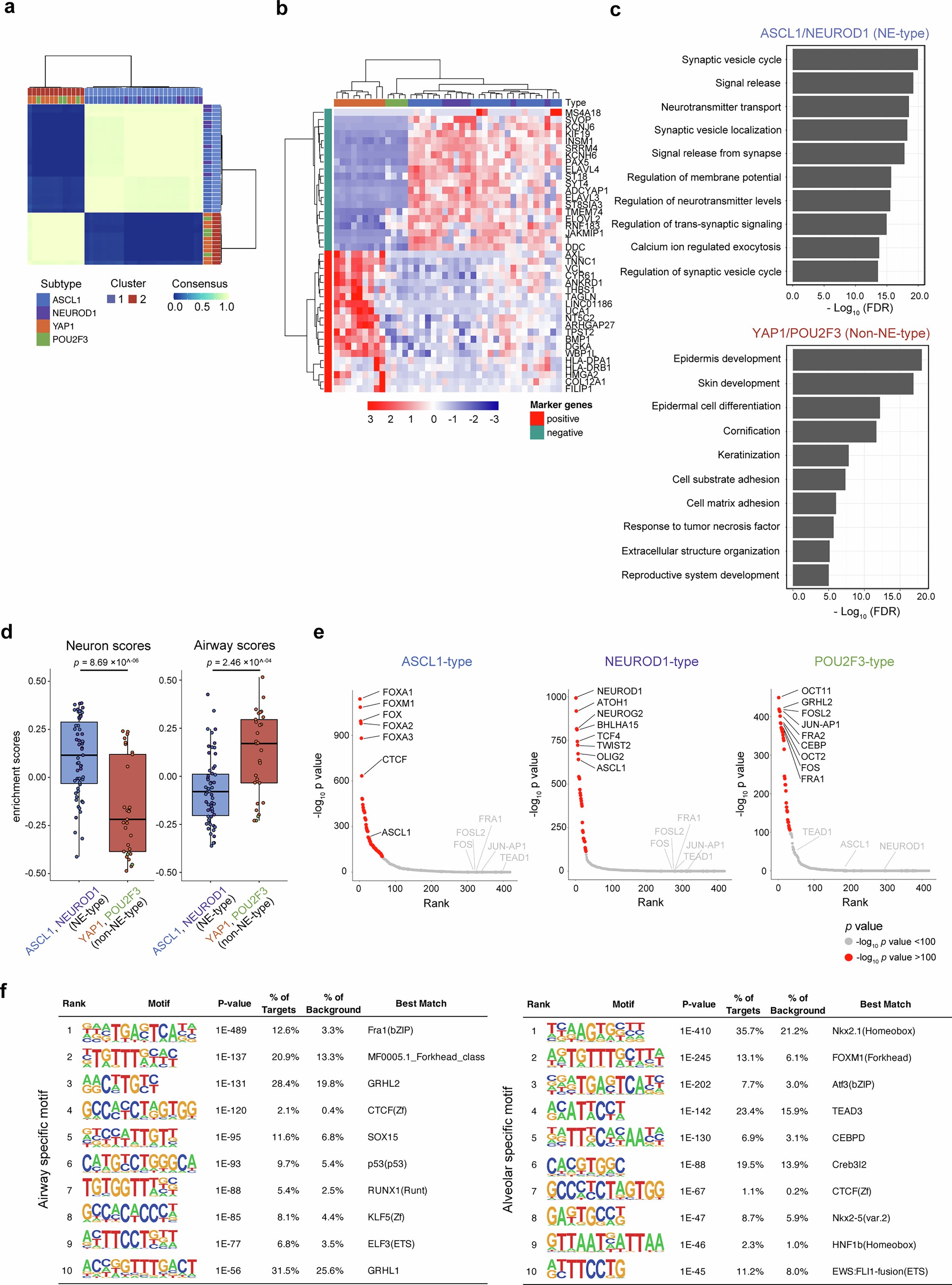 Extended Data Fig. 4: Molecular characterization of 4-TF subtypes.