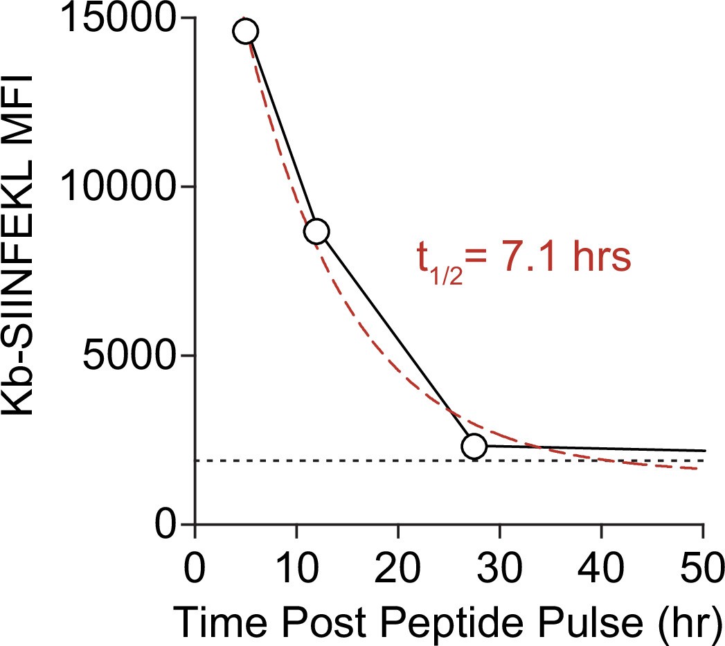 Extended Data Fig. 1: Kinetics of expression of Kb-SIINFEKL pMHC complex.