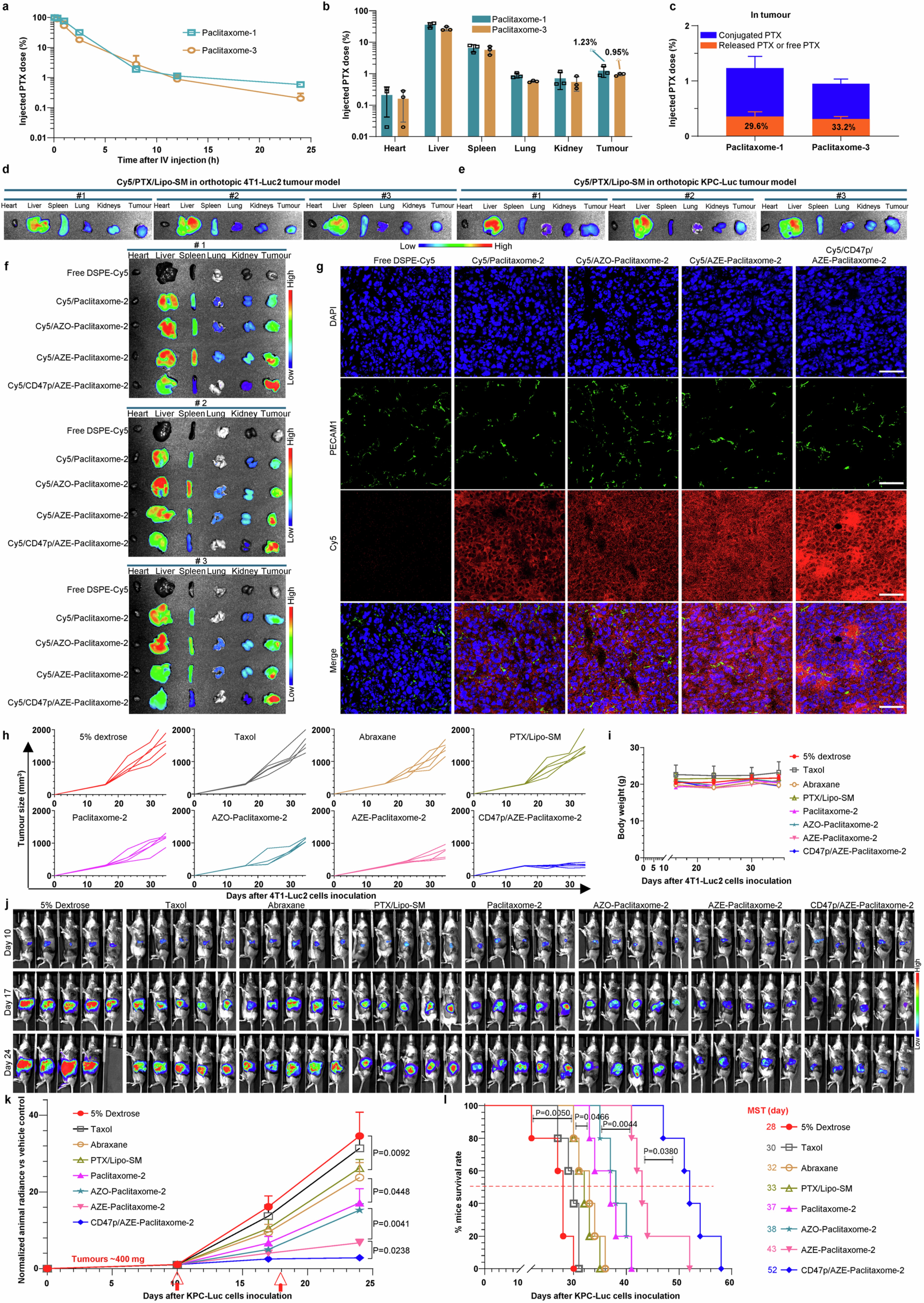 Extended Data Fig. 3: CD47p/AZE-Paclitaxome-2 further enhanced drug delivery and antitumor efficacy with longest survival benefit in advanced KPC-Luc PC with metastasis.