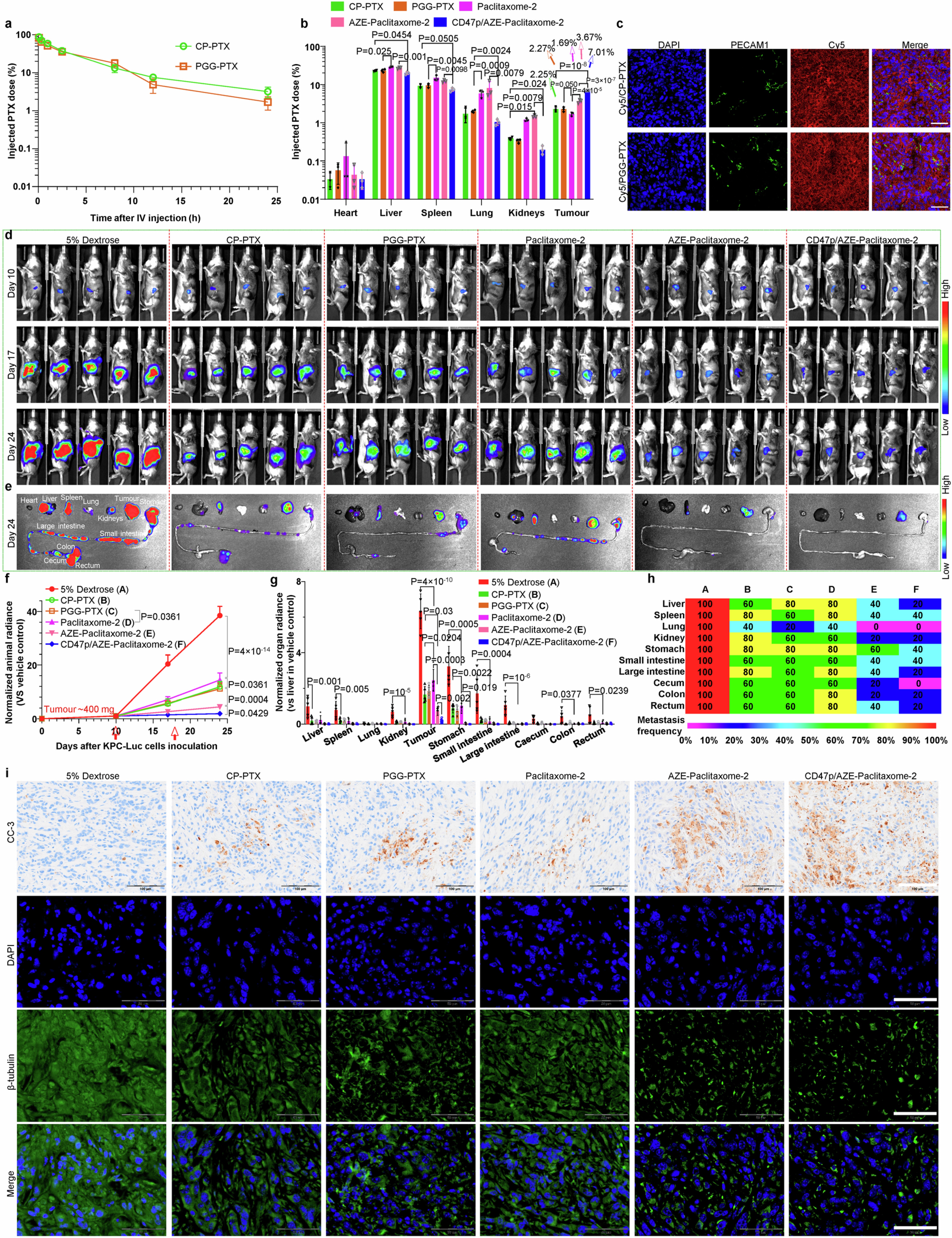 Extended Data Fig. 6: CD47p/AZE-Paclitaxome-2 outperformed CP–PTX and PGG–PTX in drug delivery and antitumor efficacy in metastatic orthotopic KPC-Luc PC mouse model.