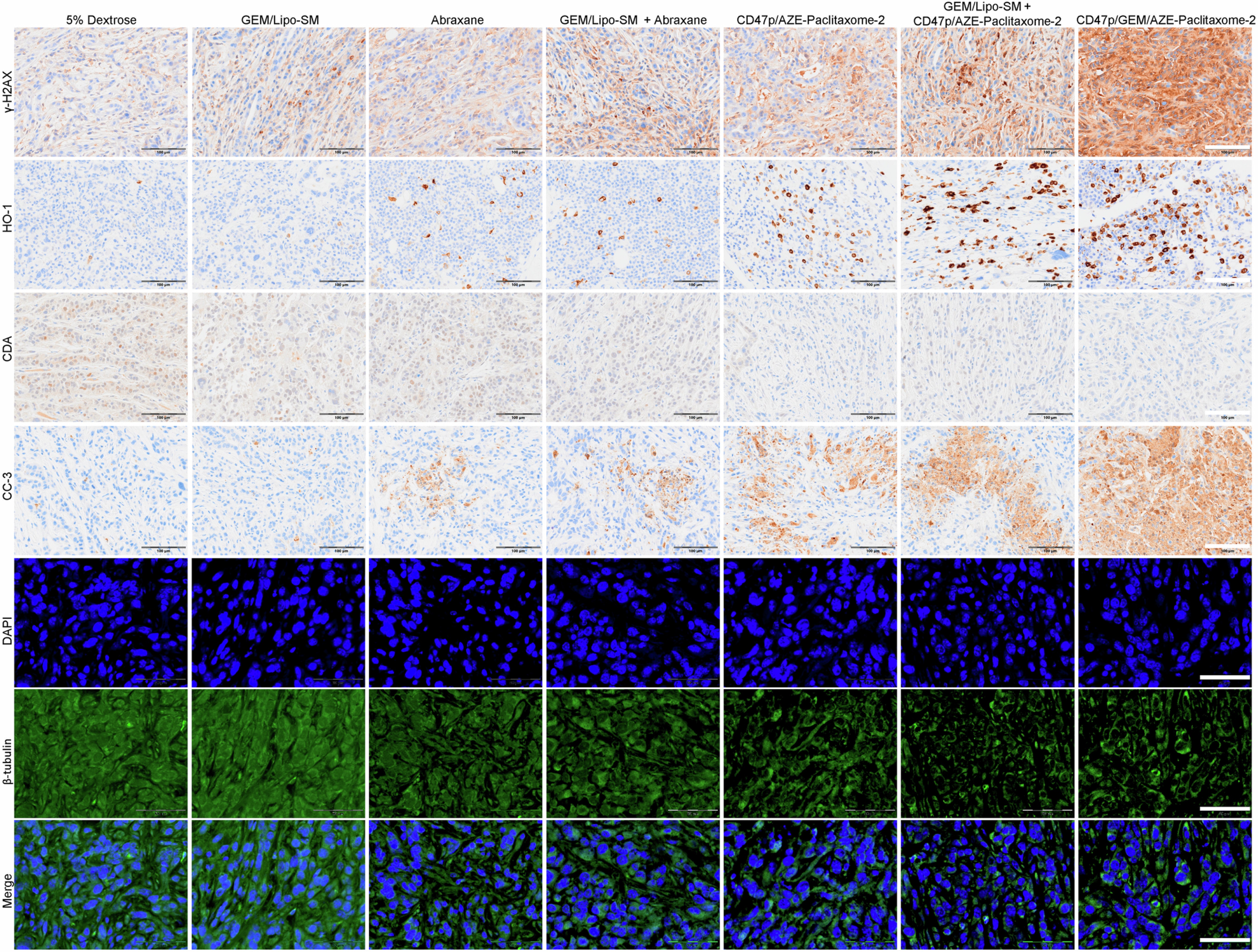 Extended Data Fig. 8: The histopathological study of orthotopic KPC-Luc tumors after being treated with CD47p/GEM/AZE-Paclitaxome-2.