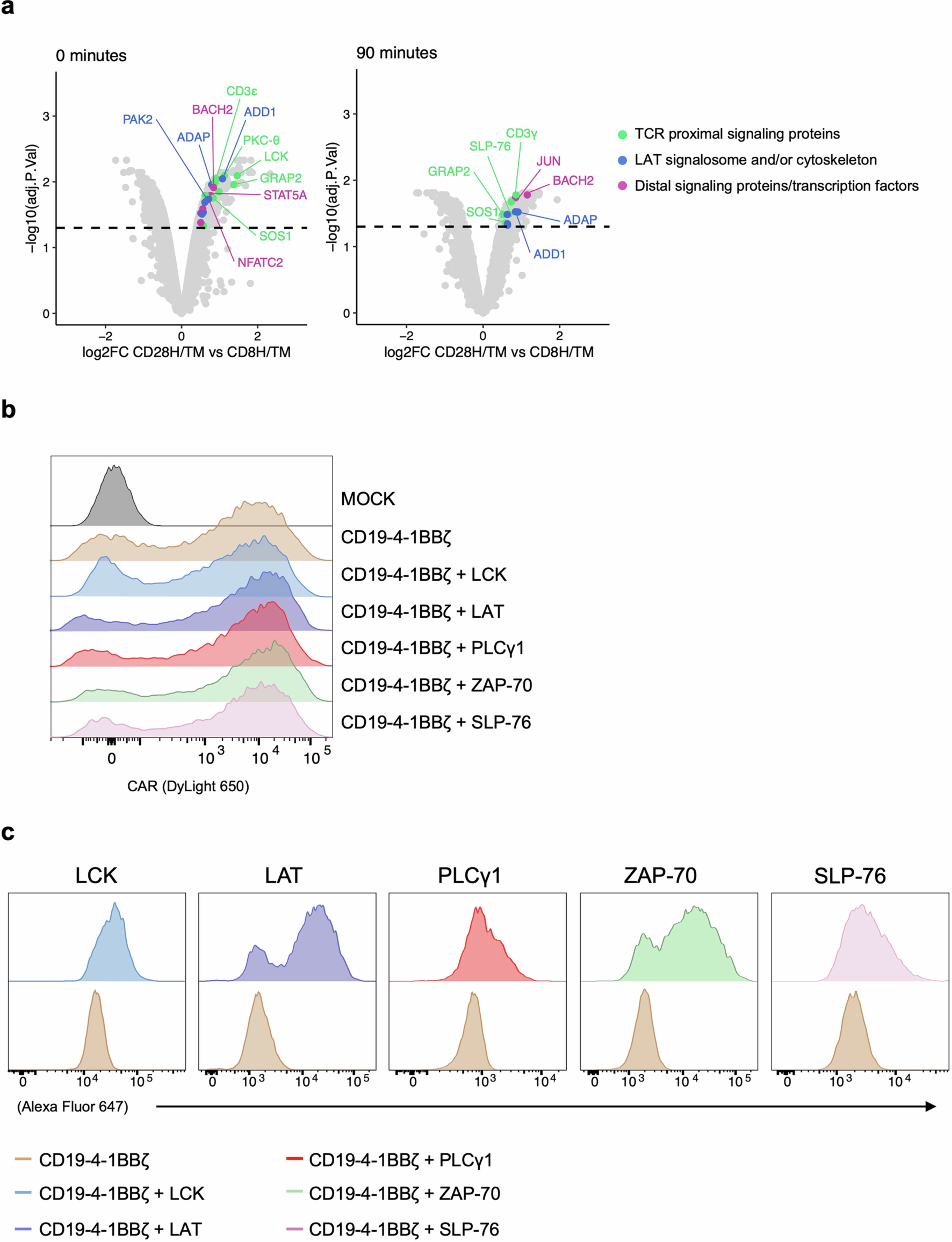Extended Data Fig. 1: Proteomic and flow cytometric analysis of CARs.