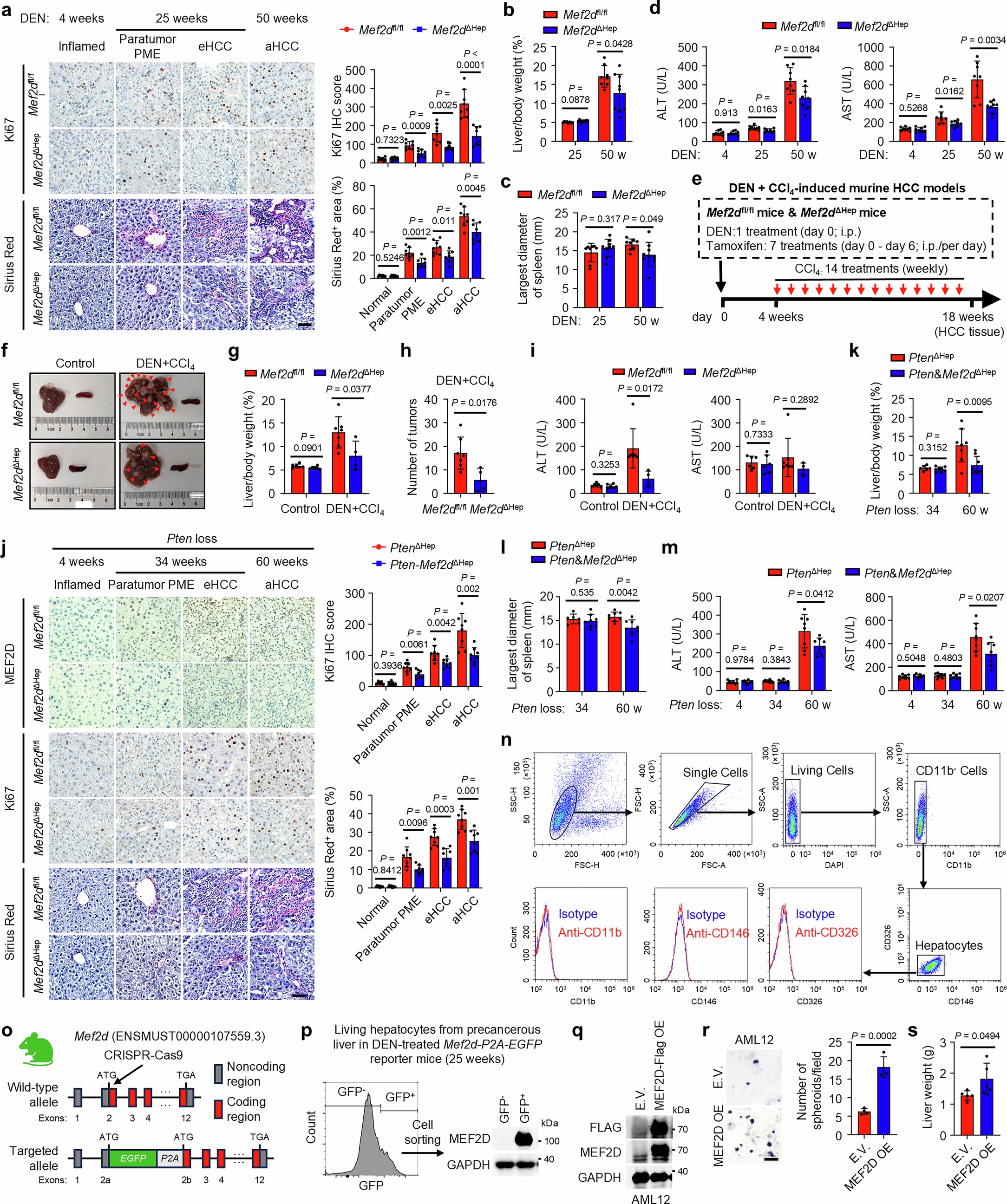 Extended Data Fig. 2: MEF2D+ precursor cells are essential for chemically induced or Pten-loss driven hepatocarcinogenesis.