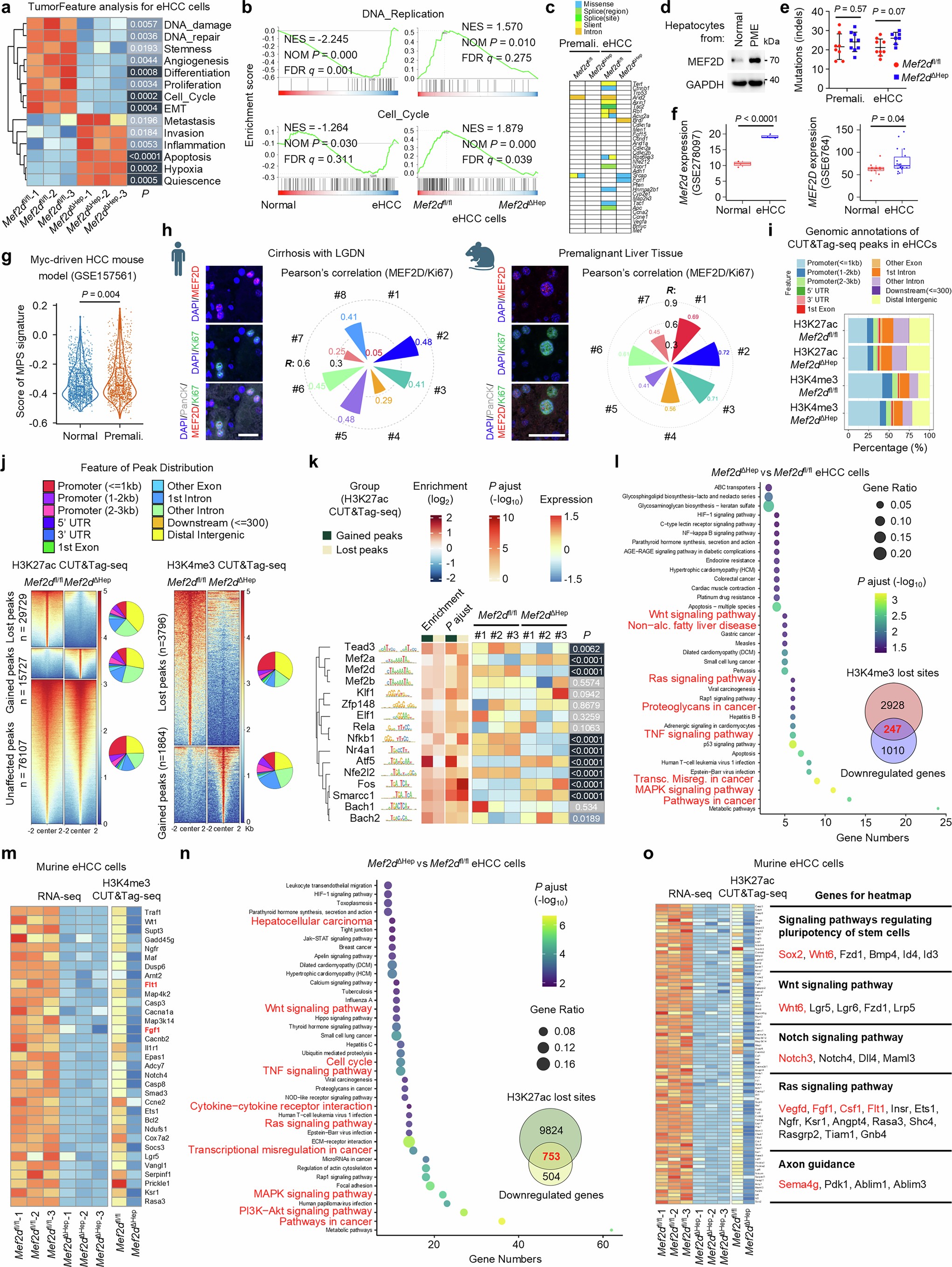 Extended Data Fig. 3: MEF2D epigenetically regulates a tumor-promoting transcriptional program in the precursors and eHCCs.