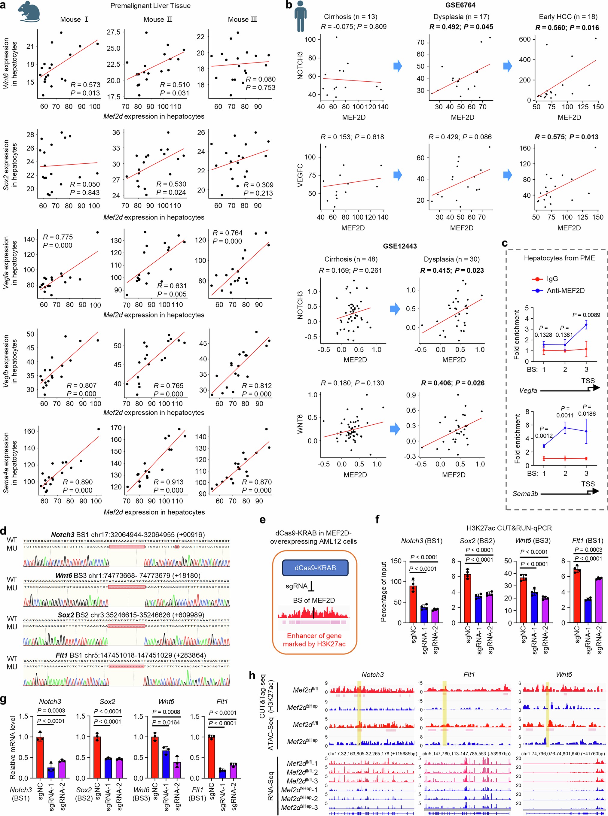 Extended Data Fig. 4: MEF2D directly binds to regulatory regions to induce chromatin accessibility of targeted genes.