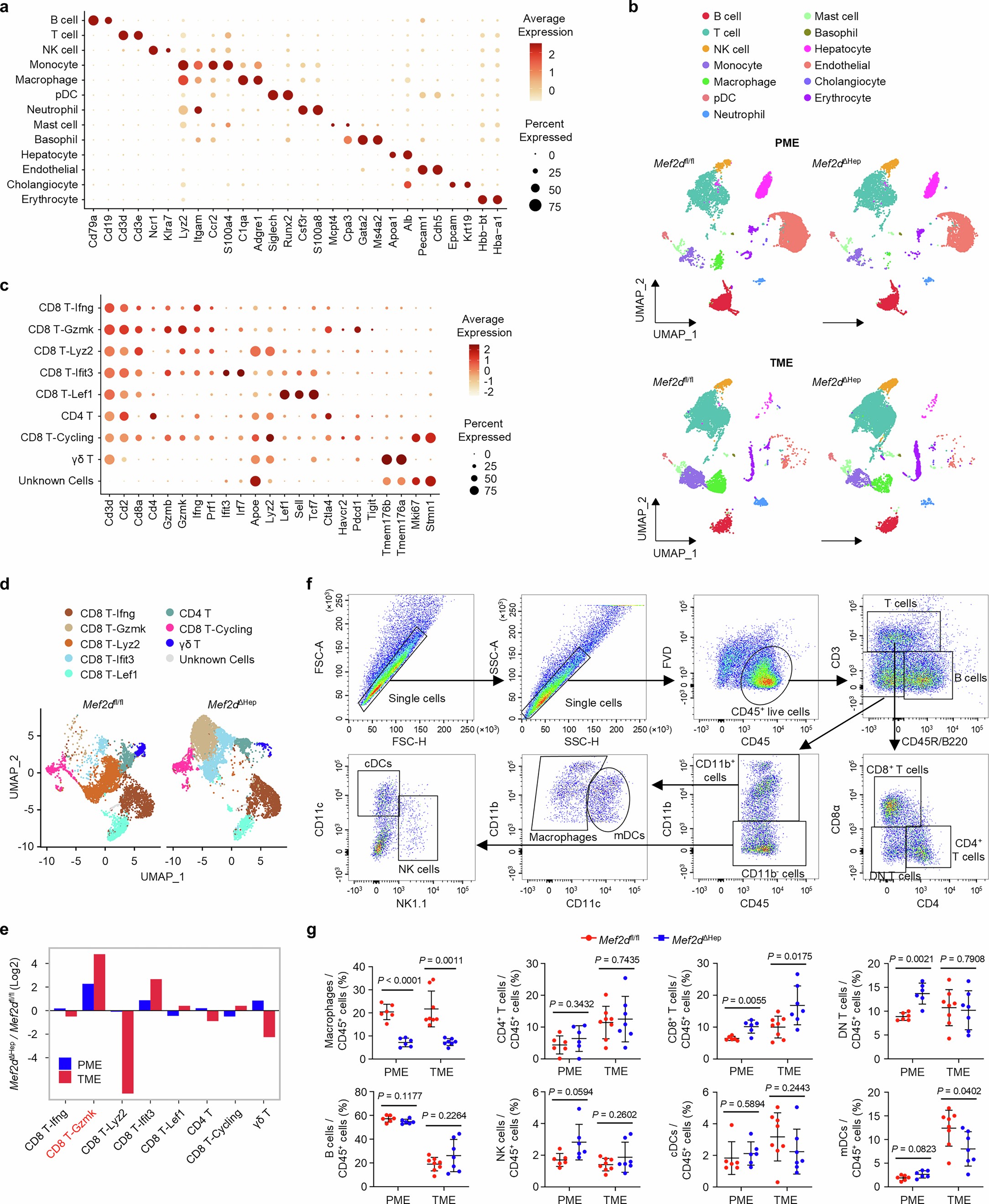 Extended Data Fig. 5: The hepatocyte Mef2d loss-mediated microenvironment remodeling during hepatocarcinogenesis.