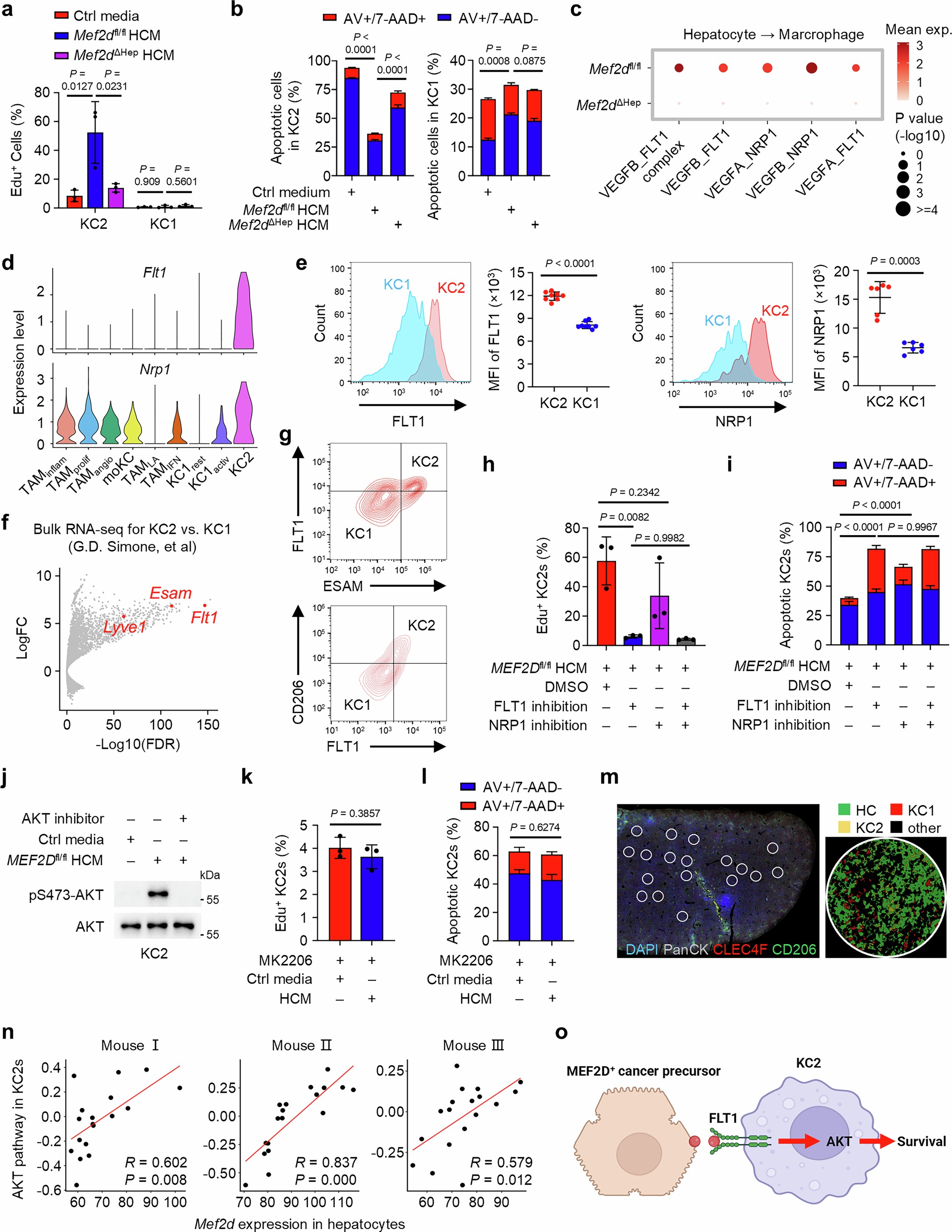 Extended Data Fig. 7: Maintenance of KC2 survival via the FLT1-AKT pathway by the MEF2D+ cancer precursors.