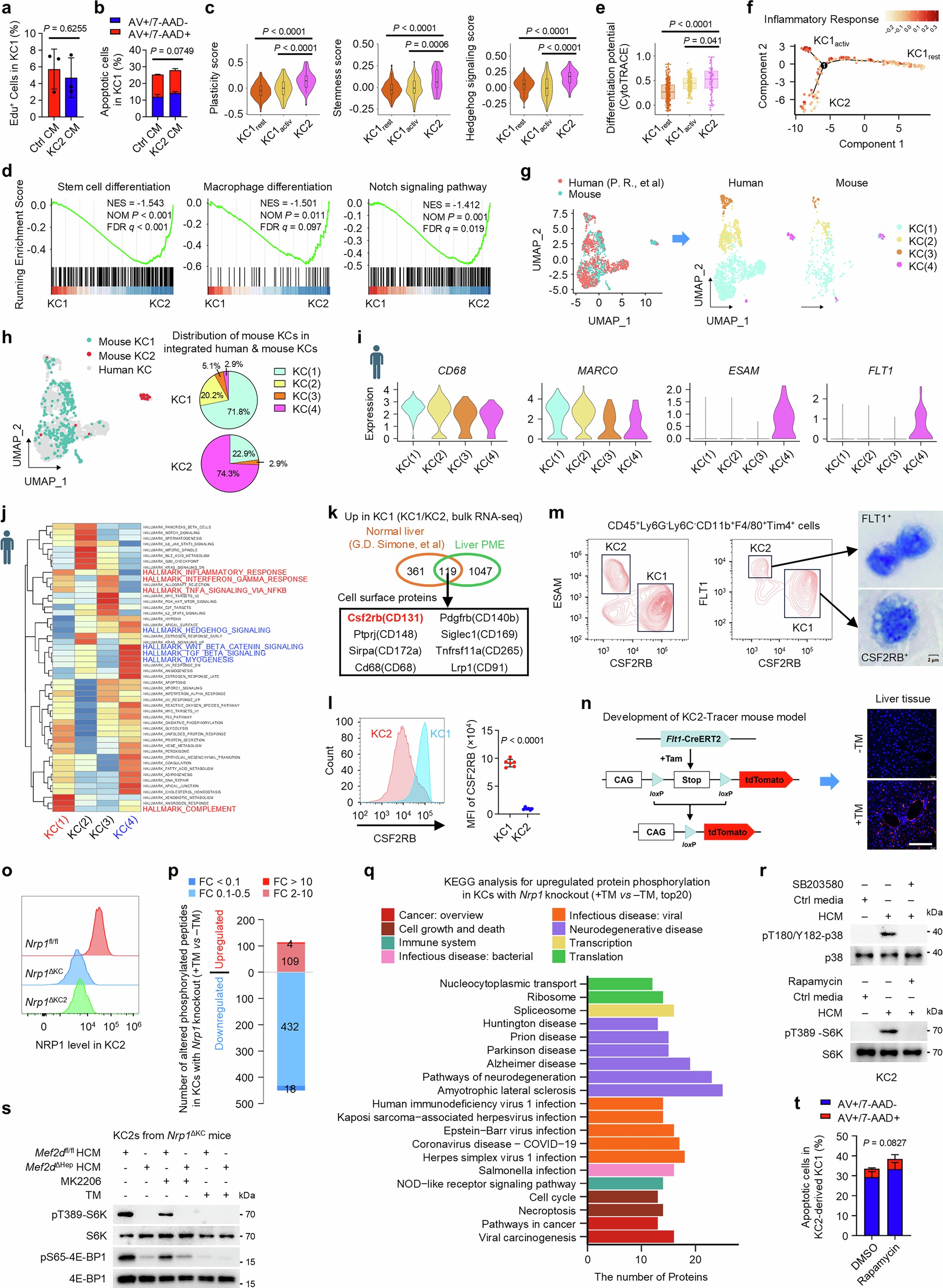 Extended Data Fig. 8: A stem-like state of KC2 in mice and humans, and hepatocyte MEF2D activates the NRP1-mTORC1 pathway in KC2 to promote its KC1-like differentiation.