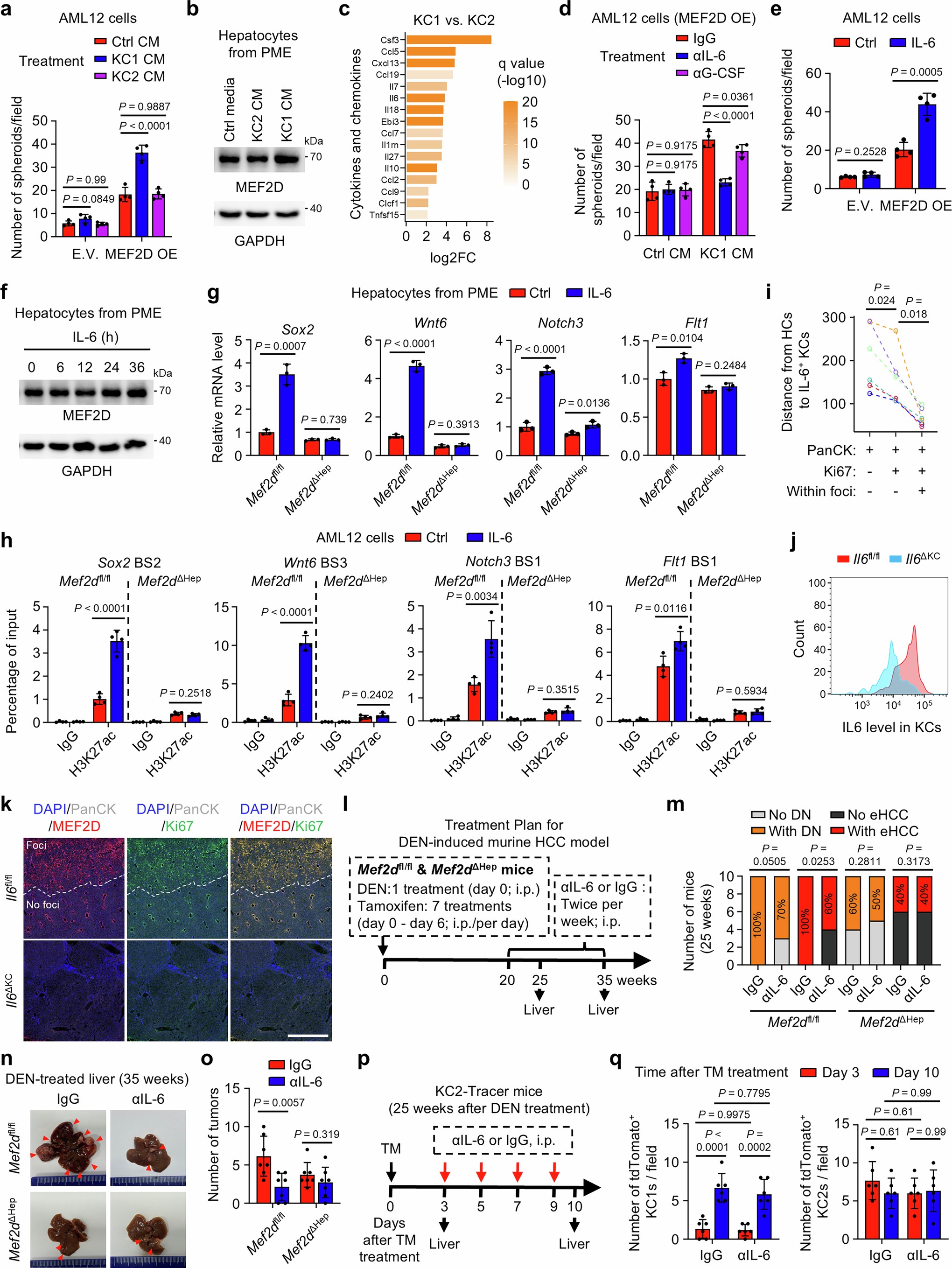 Extended Data Fig. 9: KC1-derived IL6 promotes MEF2D-mediated oncogenic program in cancer precursors.