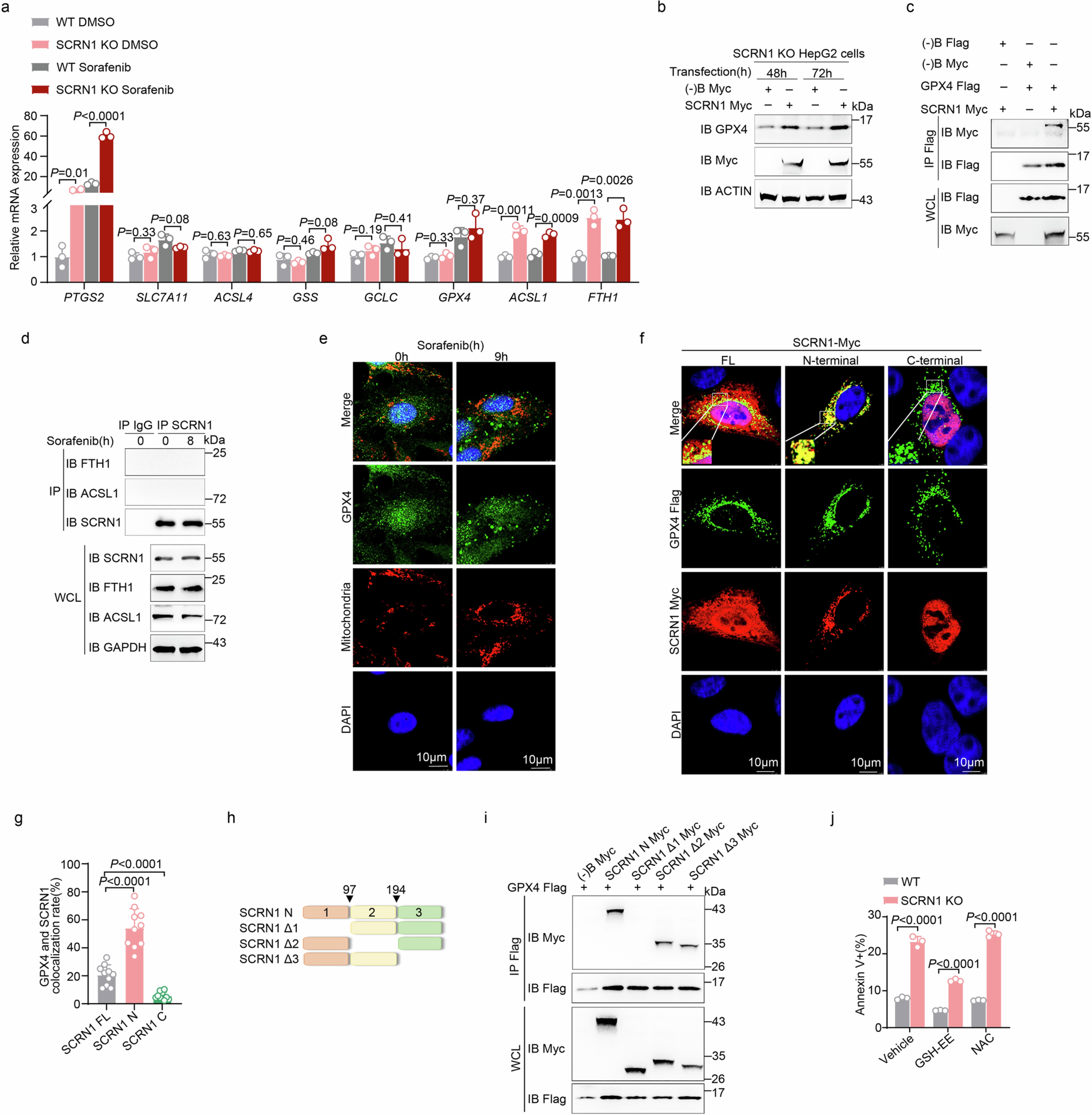 Extended Data Fig. 4: SCRN1 suppresses ferroptosis by targeting GPX4.