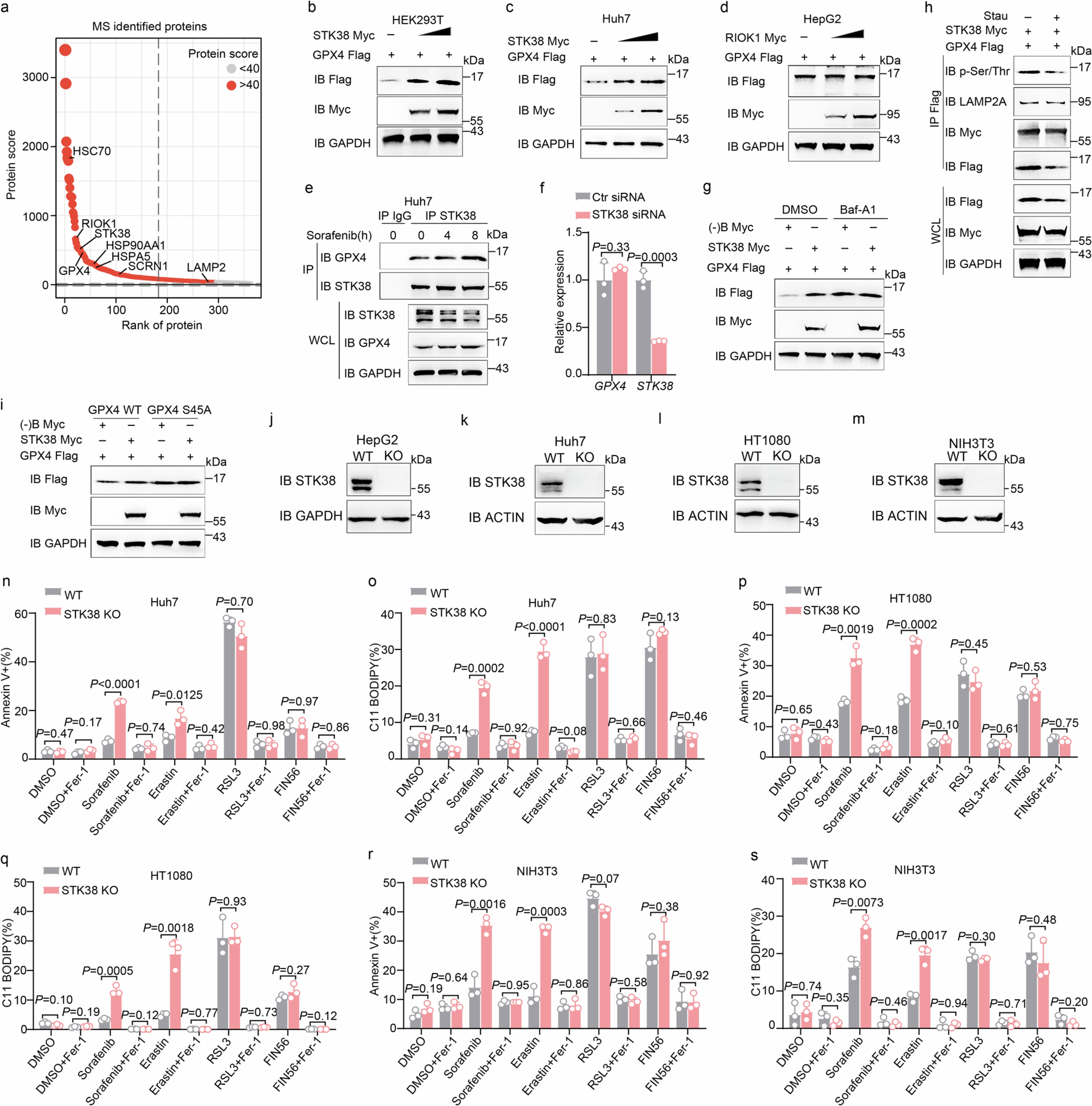 Extended Data Fig. 7: STK38 is responsible for SCRN1 mediated GPX4 phosphorylation.