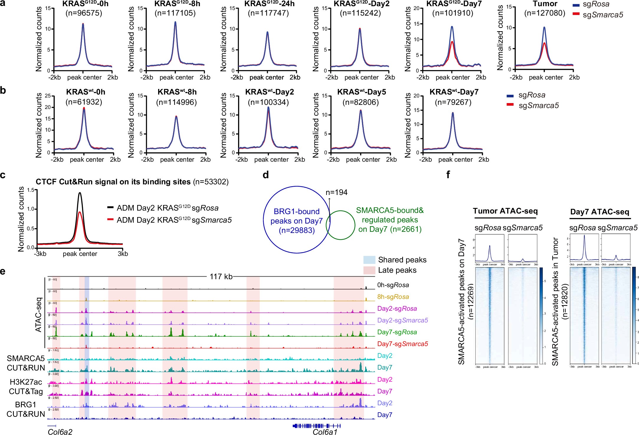 Extended Data Fig. 5: SMARCA5 regulates chromatin opening of peaks near malignant genes on Day 7.