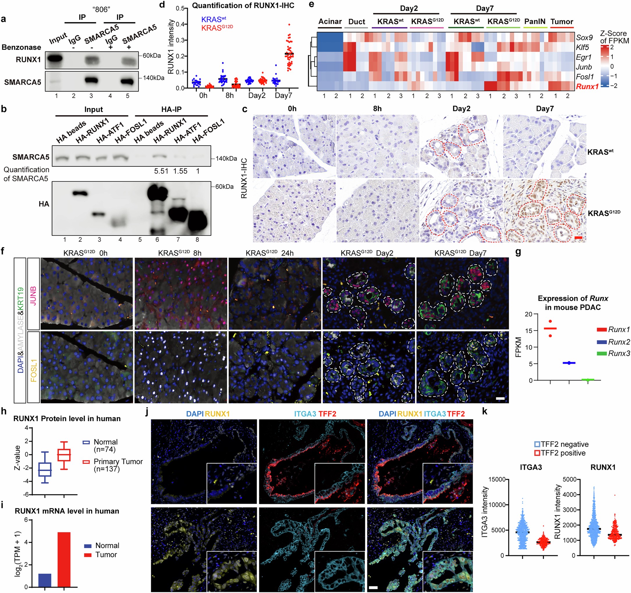 Extended Data Fig. 8: RUNX1 associates with SMARCA5.