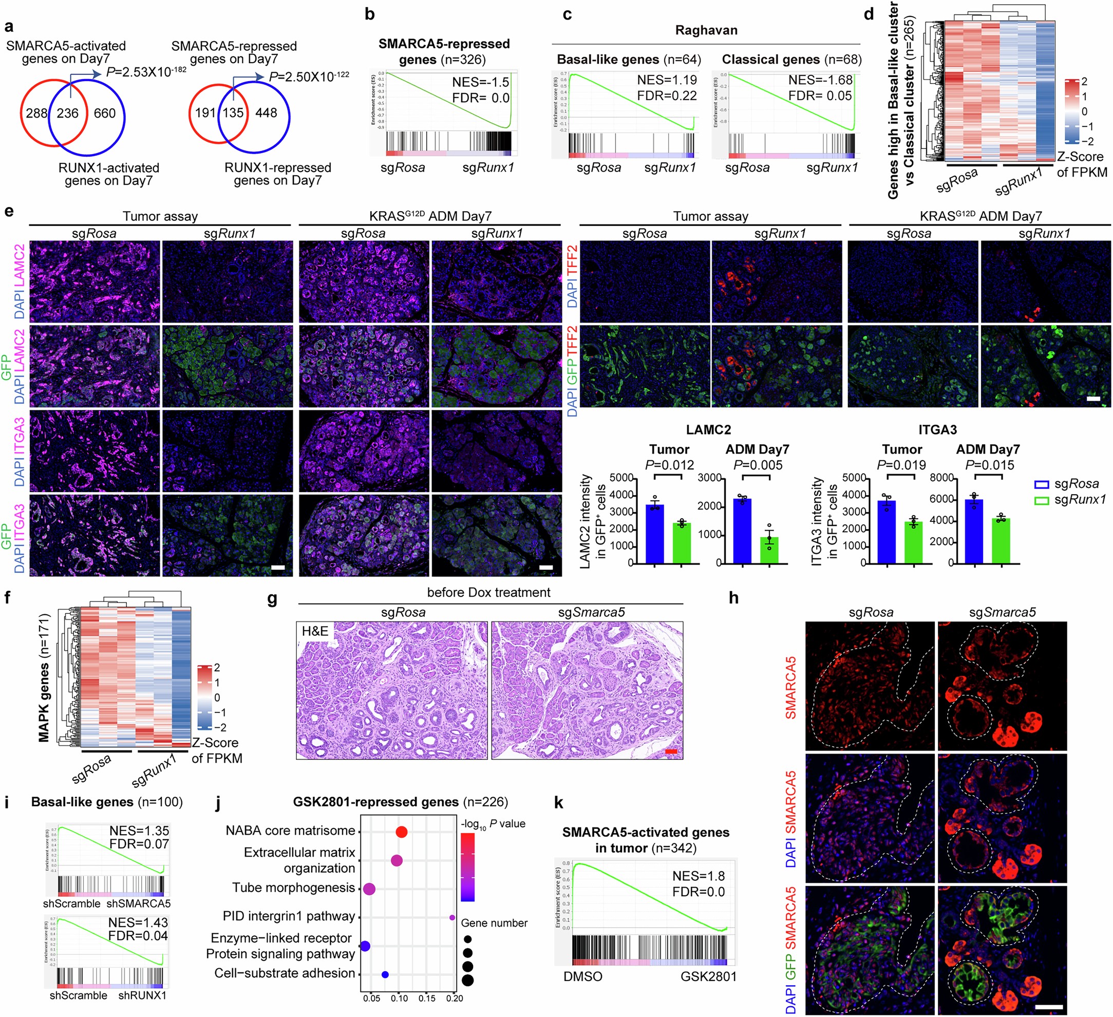 Extended Data Fig. 10: RUNX1 is a malignancy-associated TF and dictates SMARCA5 specificity.