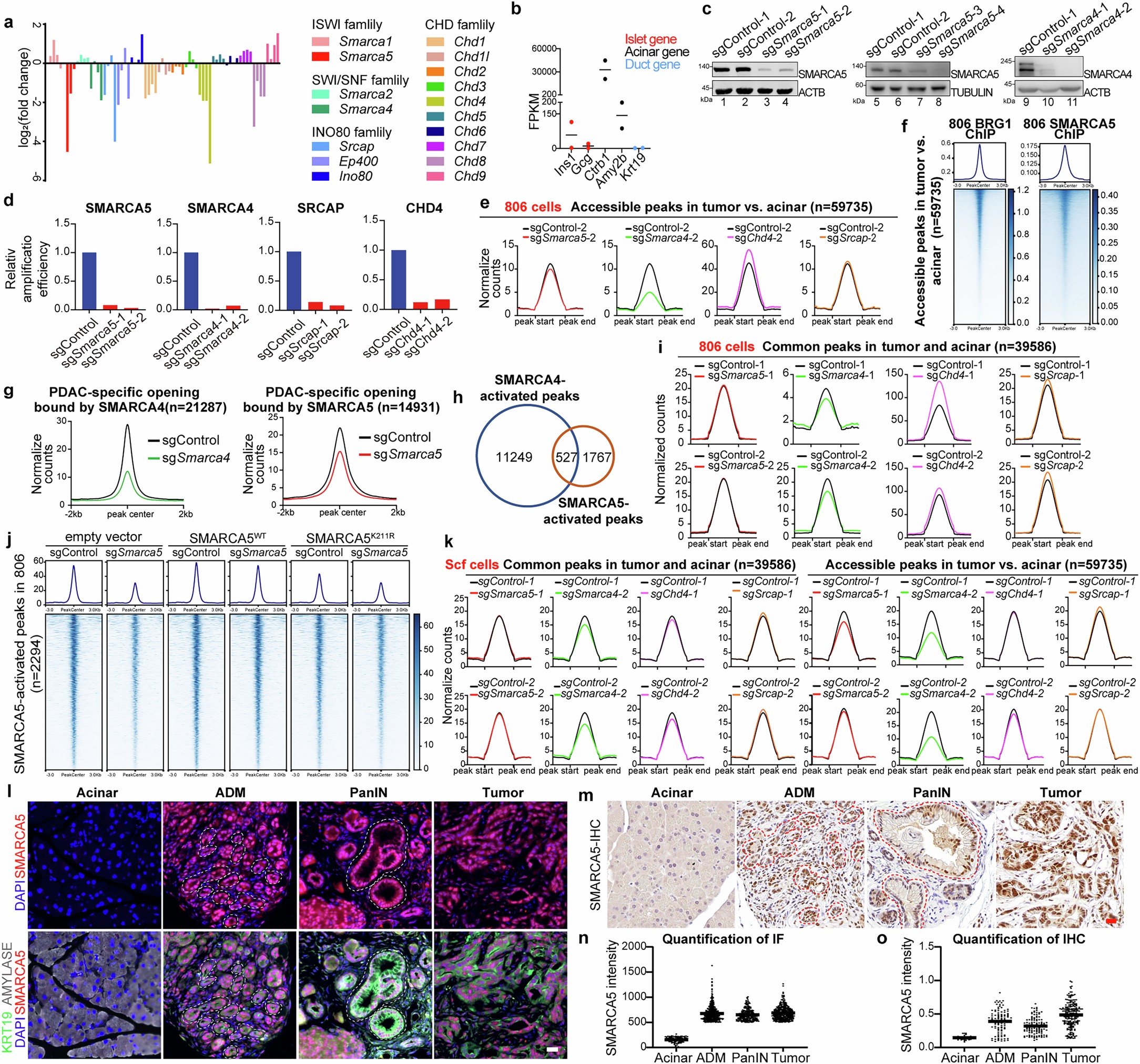 Extended Data Fig. 1: SMARCA5 is a specific regulator of PDAC initiation.