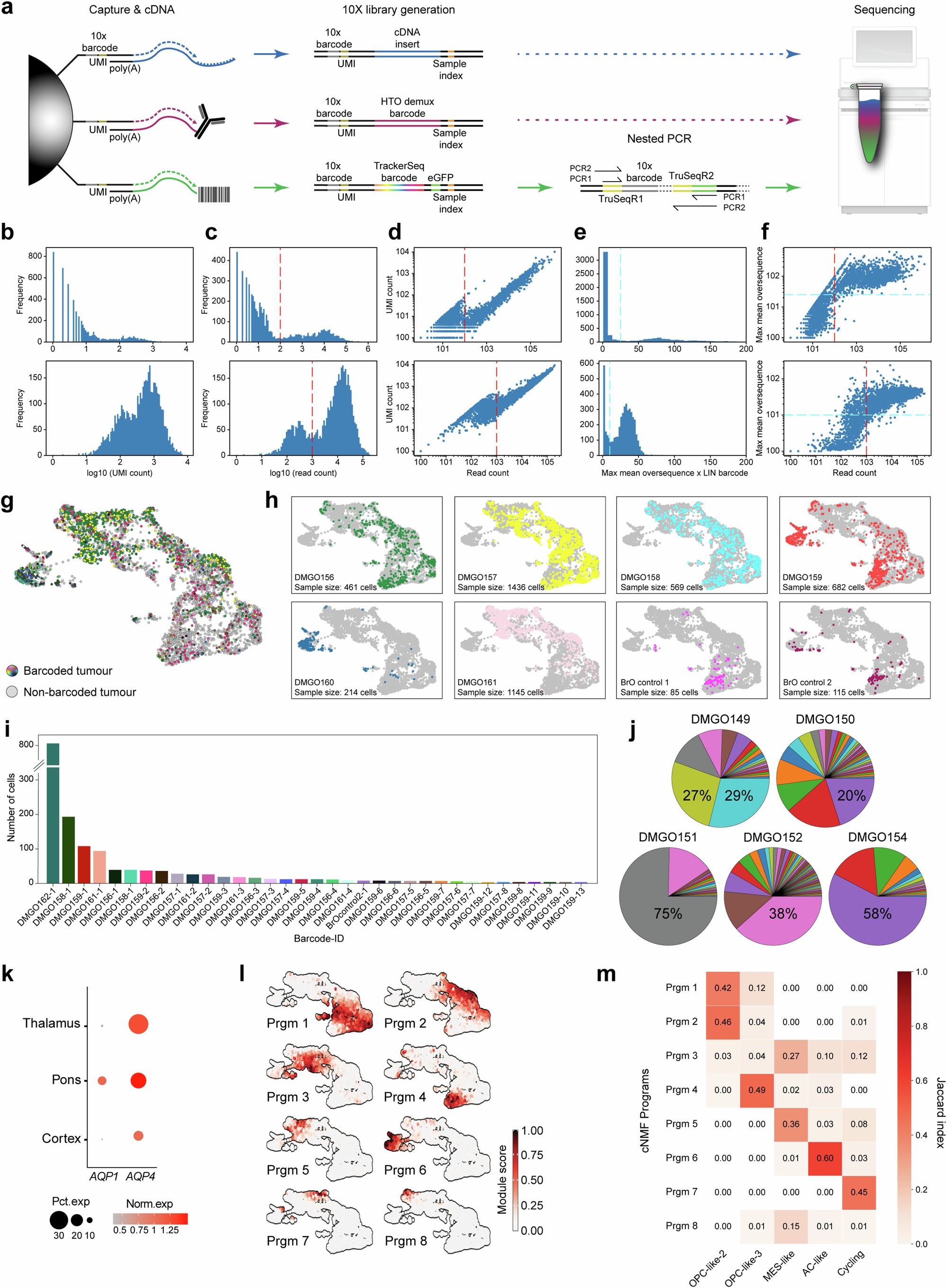 Extended Data Fig. 6: Barcode representation after quality control and filtering and cNMF program annotation.