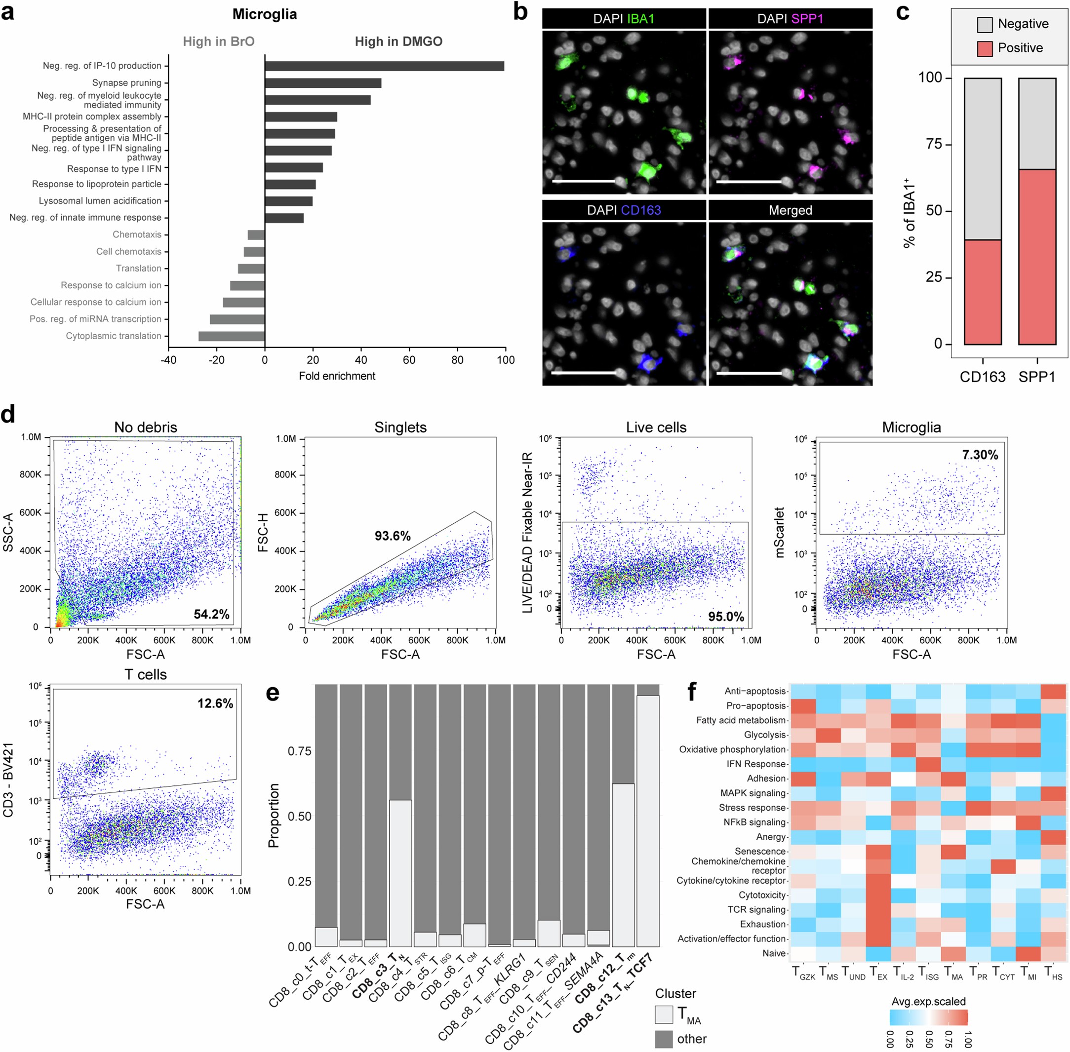 Extended Data Fig. 10: Microglia characterization in brainstem organoids and DMGOs and transcriptomic phenotype of microglia-affected T cells (TMA).
