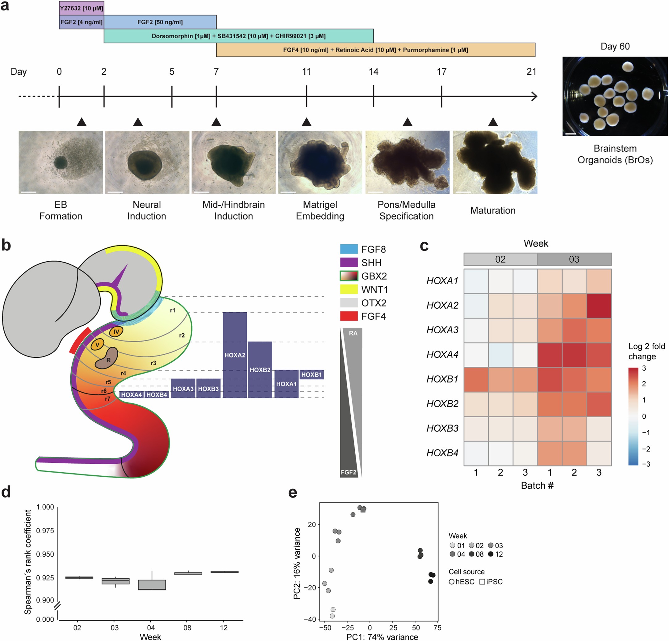 Extended Data Fig. 1: Brainstem organoid specification and reproducibility.