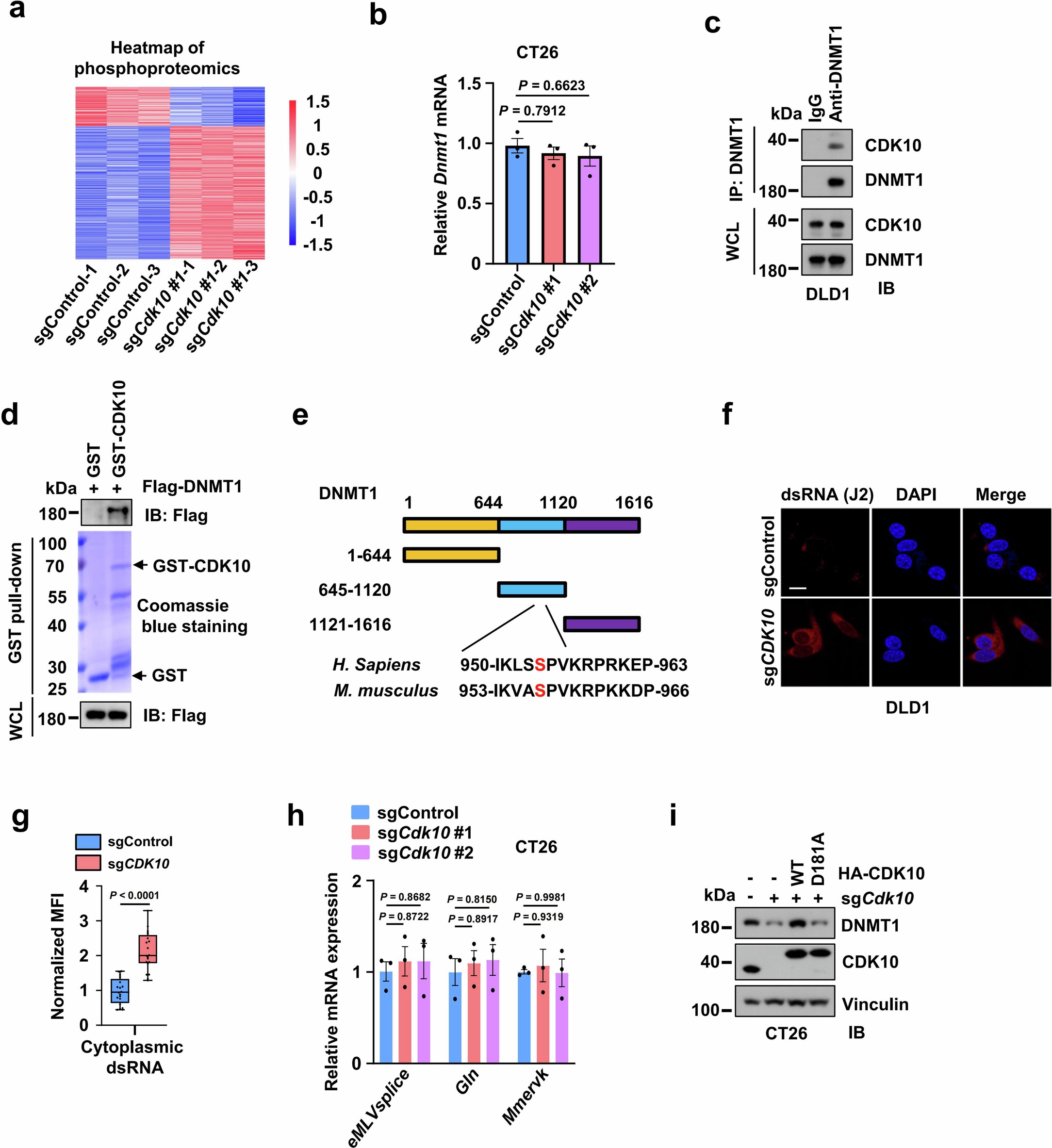 Extended Data Fig. 6: CDK10 interacts with and phosphorylates DNMT1, thereby suppressing dsRNA production.