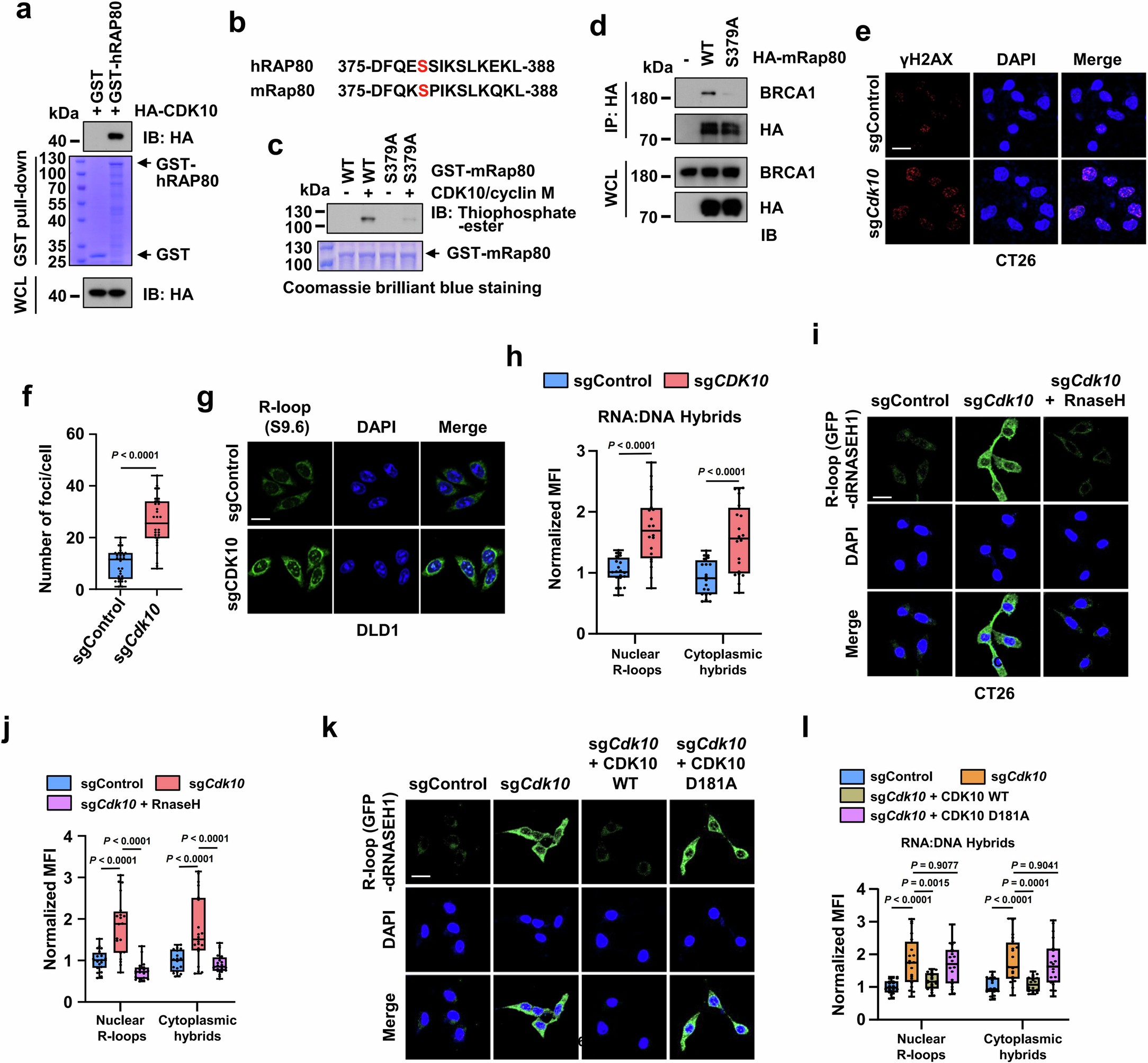 Extended Data Fig. 7: CDK10 interacts with and phosphorylates RAP80 at serine 379, thereby suppressing R-loop production.