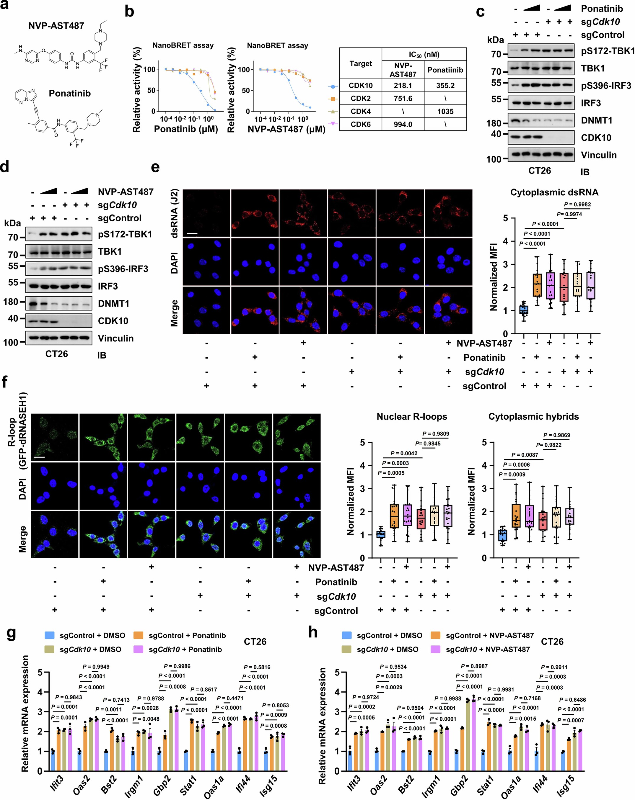 Extended Data Fig. 9: Ponatinib and NVP-AST487 induce CDK10-dependent activation of innate immune signaling.