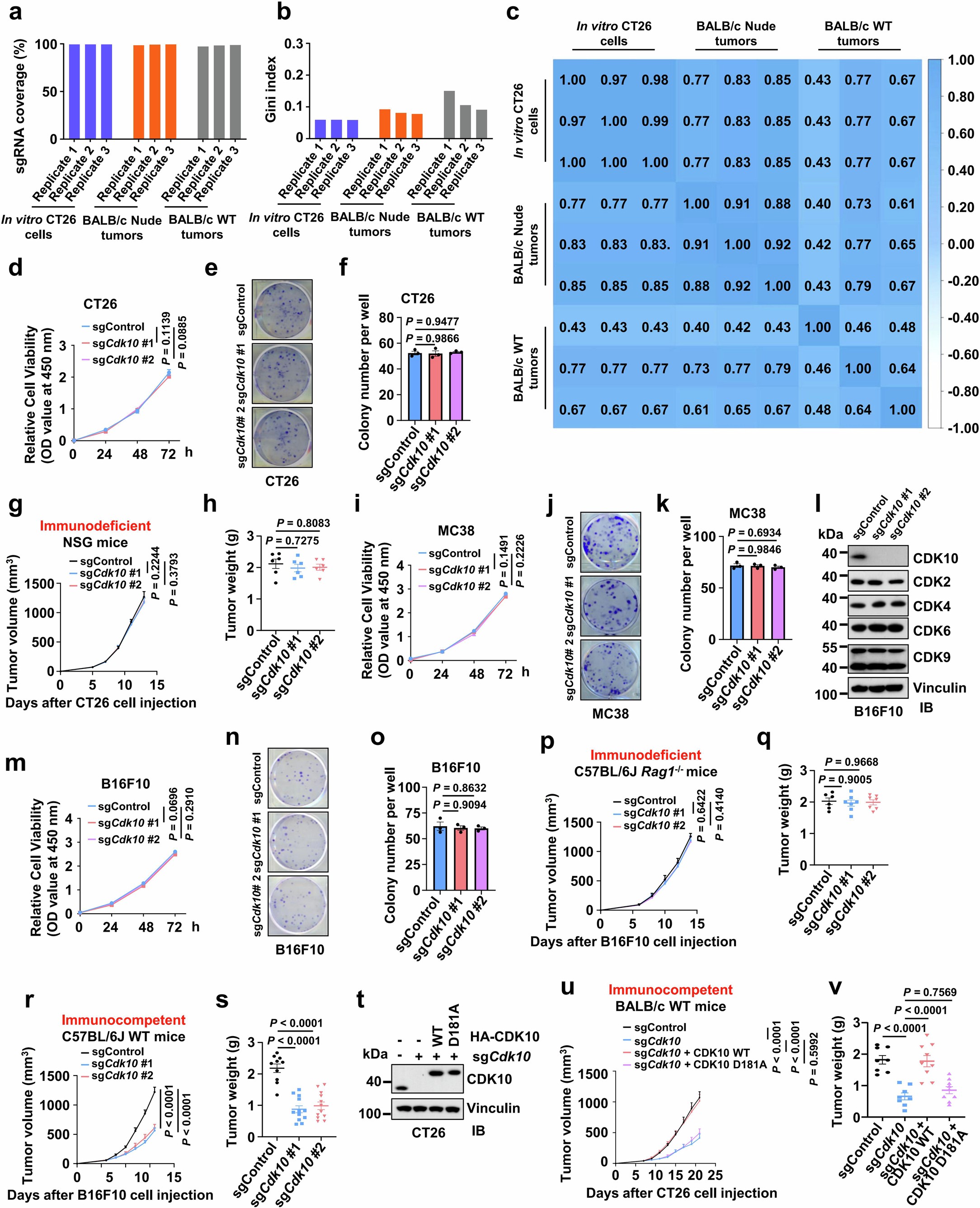 Extended Data Fig. 1: CRISPR screen identifies CDK10 as a driver of cancer immune evasion.