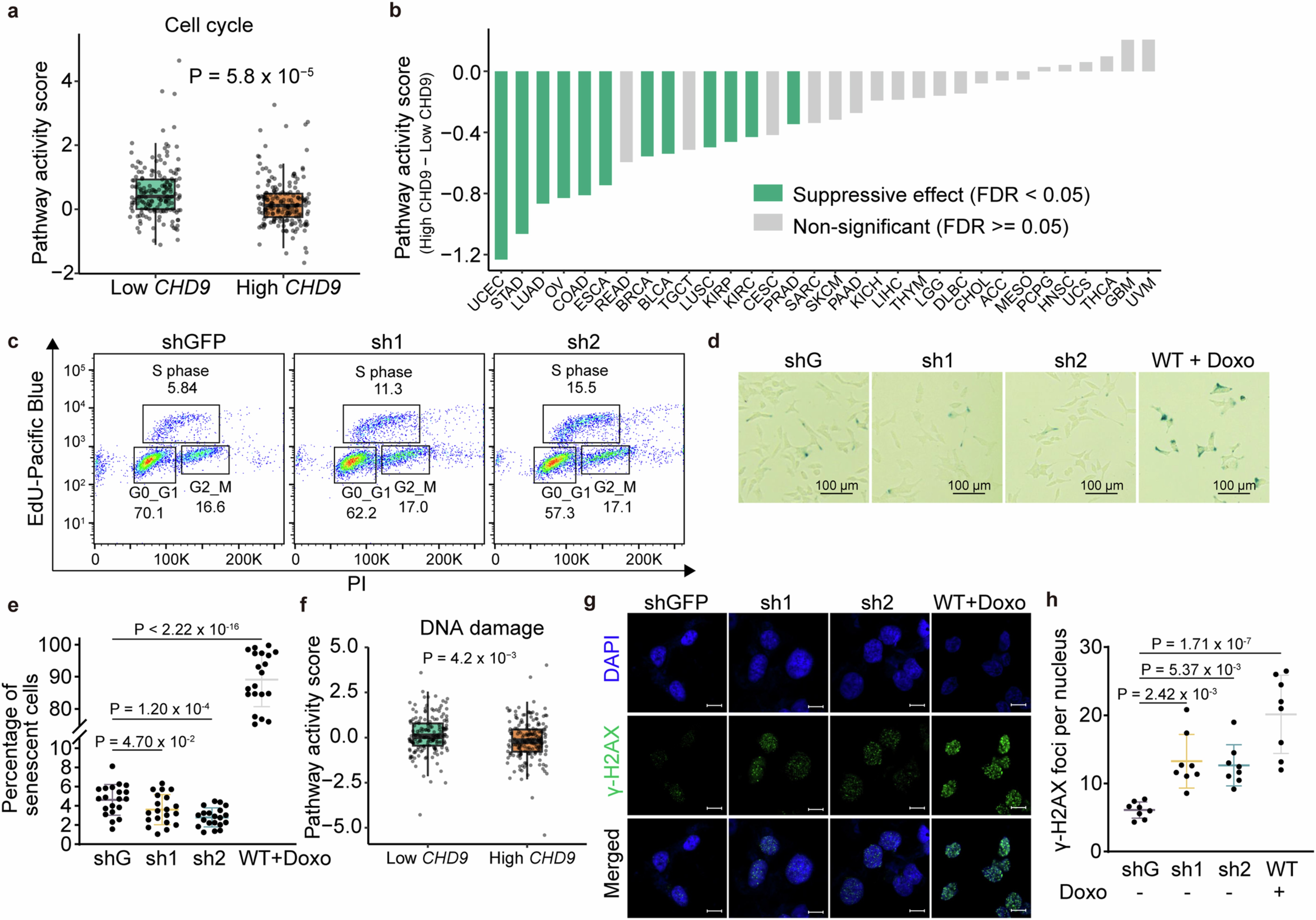 Extended Data Fig. 8: CHD9 deletion disrupts cell cycle control and DNA damage response pathways.