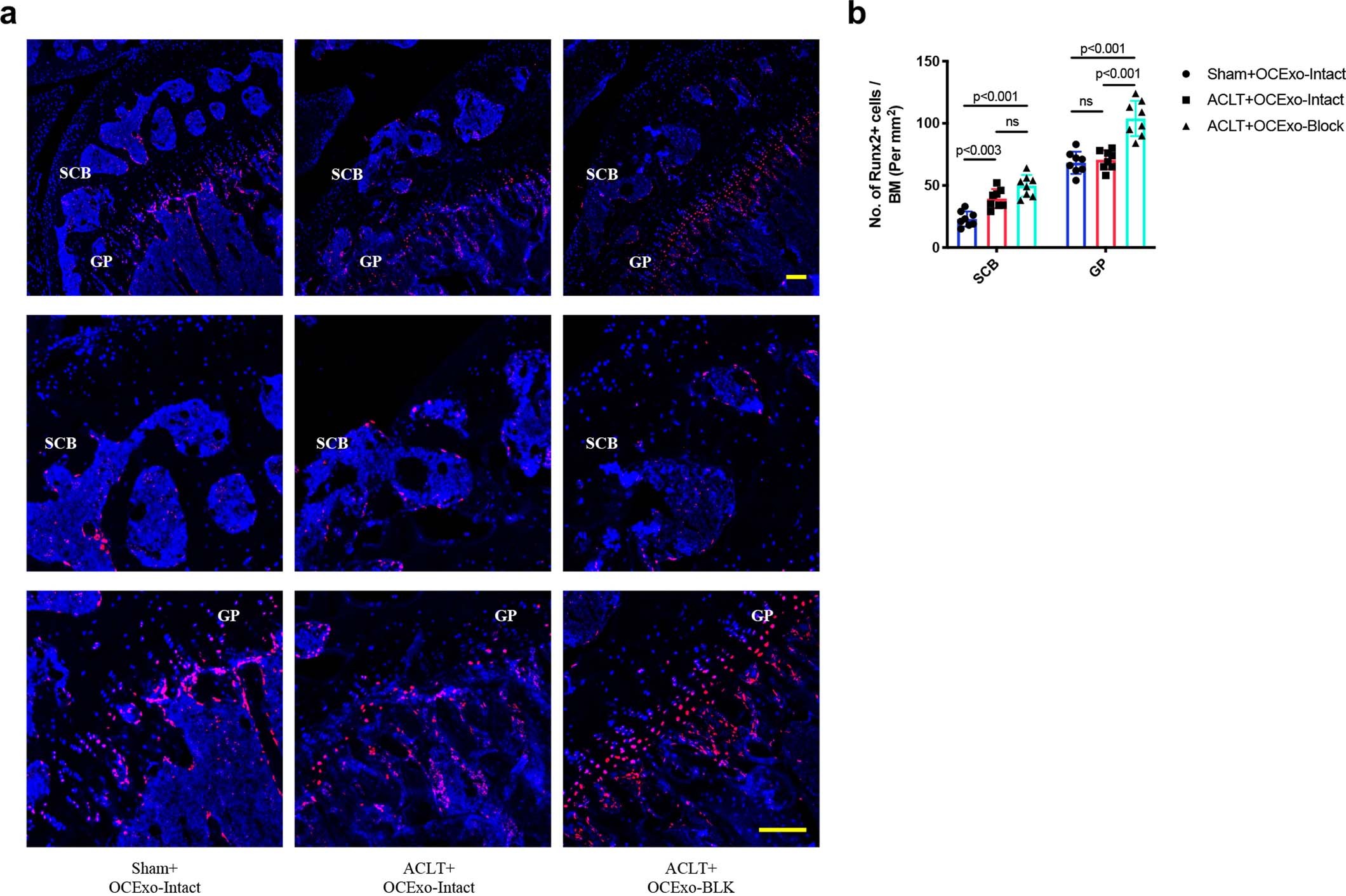 Extended Data Fig. 3: Effect of OC-exosome blockage on osteoblasts in mice after ACLT.