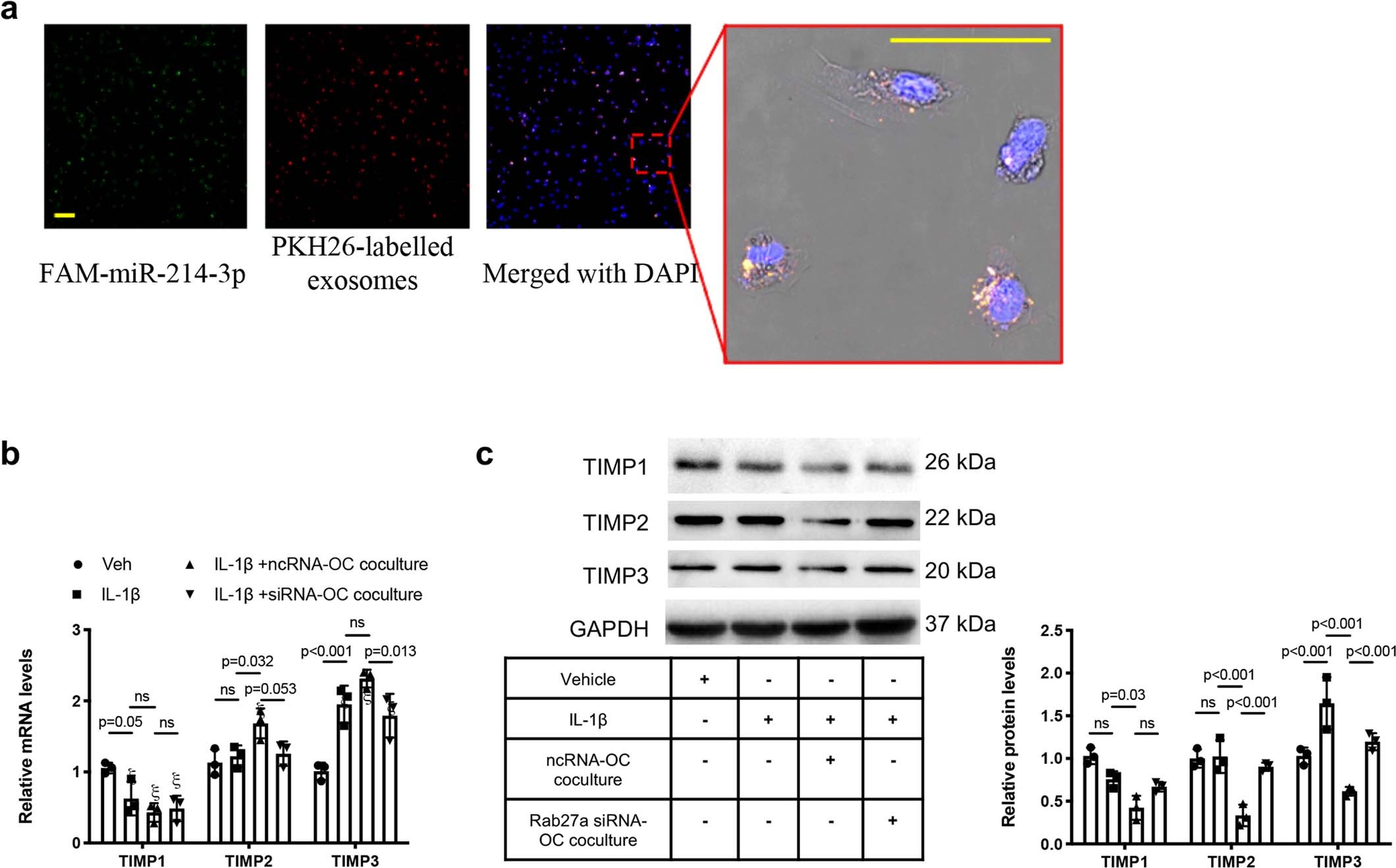 Extended Data Fig. 6: OC-derived exosomal miRNAs regulate TIMP2 and TIMP3 in chondrocytes in vitro.