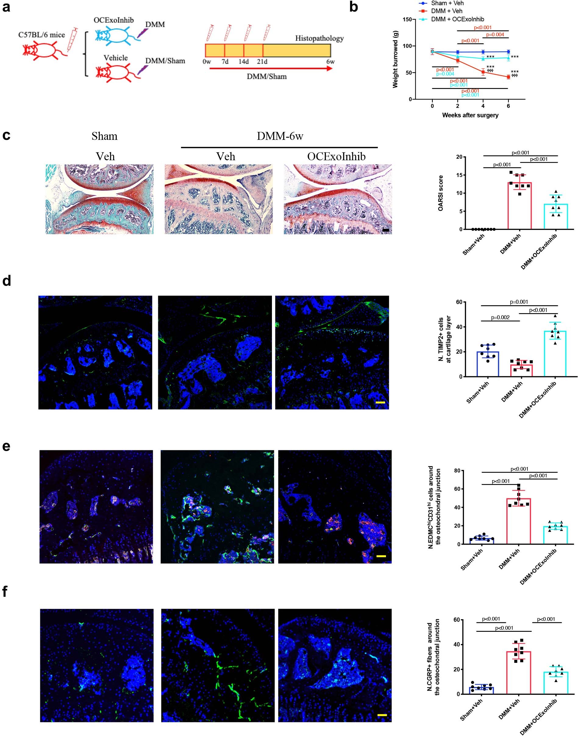 Extended Data Fig. 8: OCExoInhib treatment blunt the OA progression in mice after DMM.