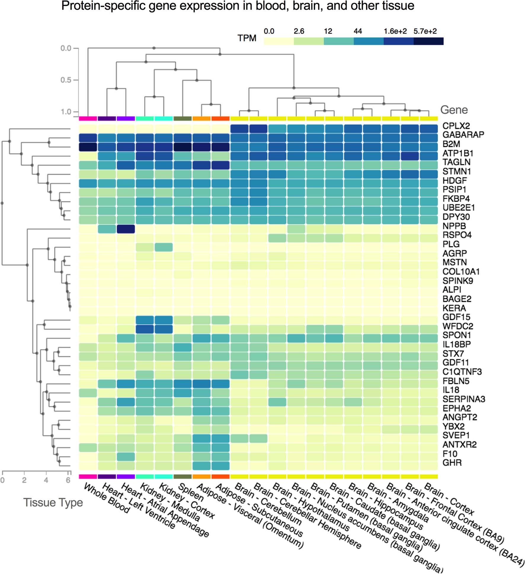 Extended Data Fig. 3: Gene expression in whole blood, brain, heart, kidney, spleen, and adipose tissue of genes coding for dementia-associated proteins.