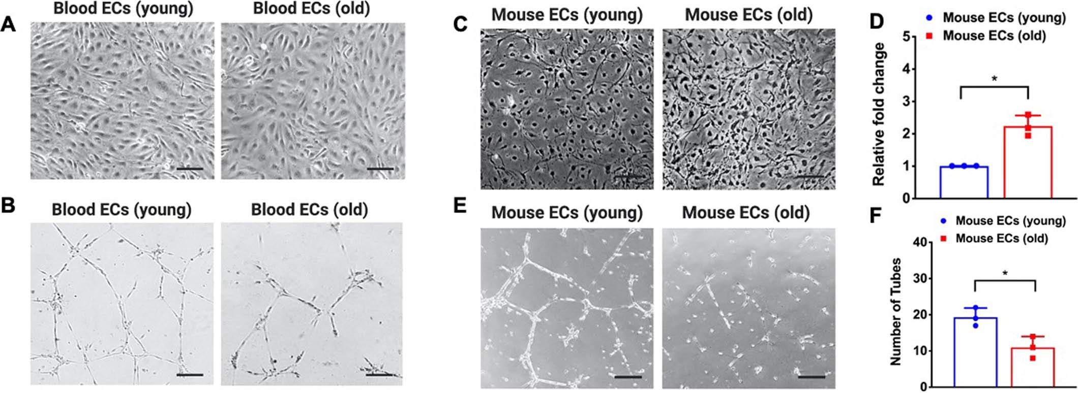 Extended Data Fig. 8: Human blood endothelial progenitor cells and mice endothelial cells.