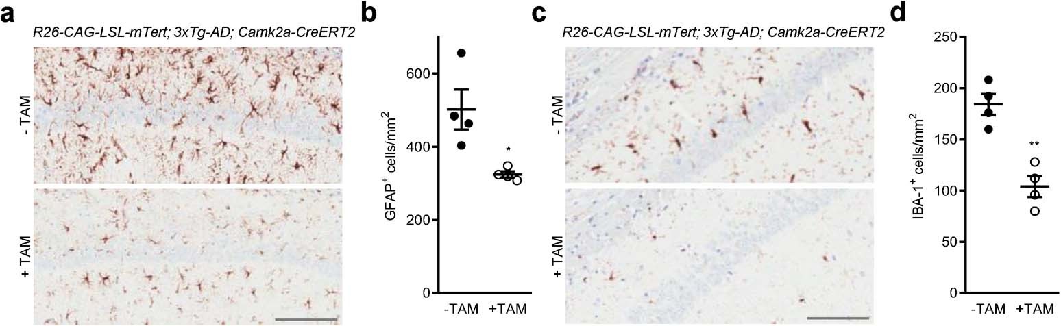 Extended Data Fig. 3: The effects of TERT induction on neuroinflammation associated with activation of astrocytes and microglia.