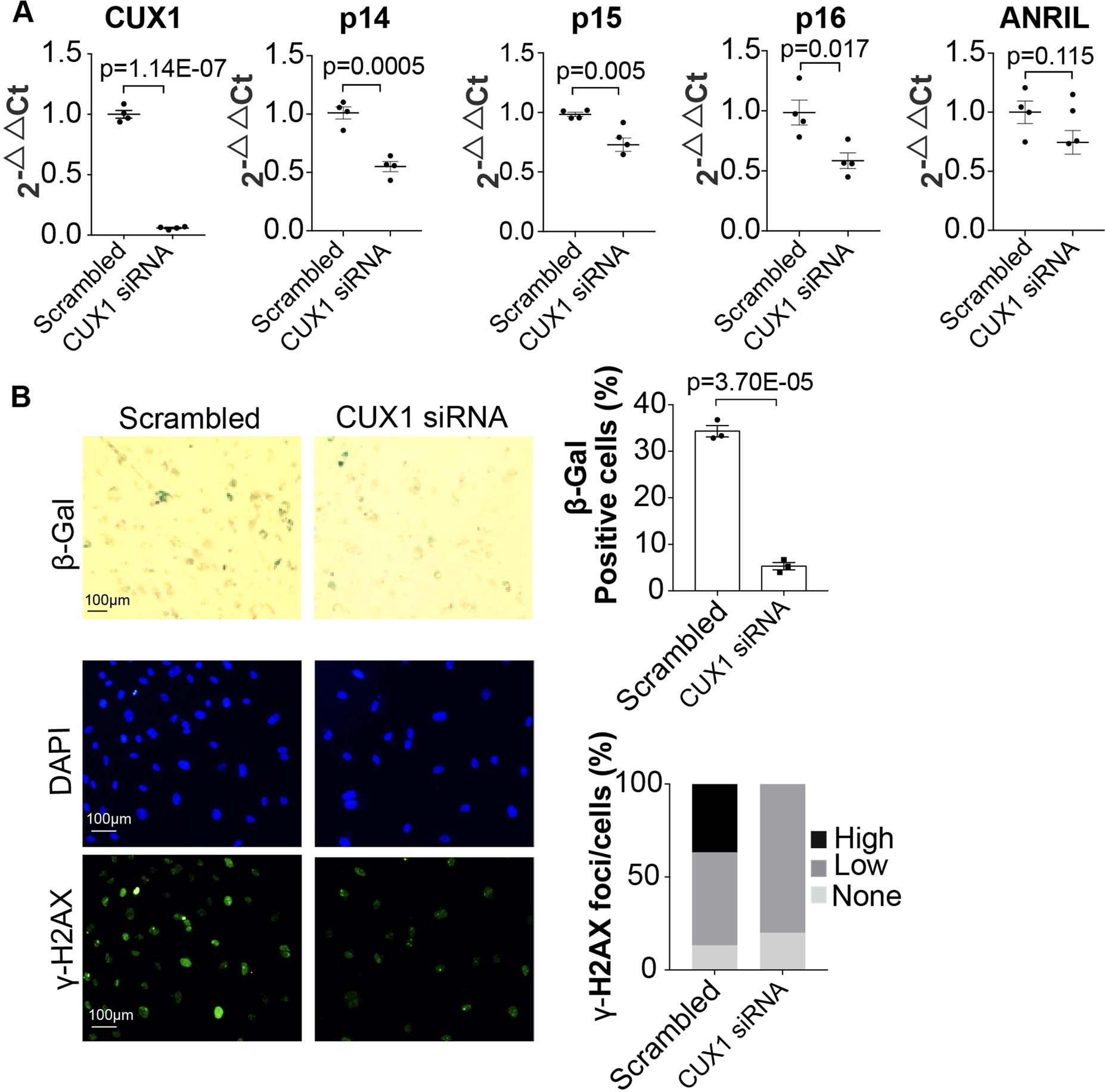Extended Data Fig. 1: Characterization of the function of CUX1 by siRNA.
