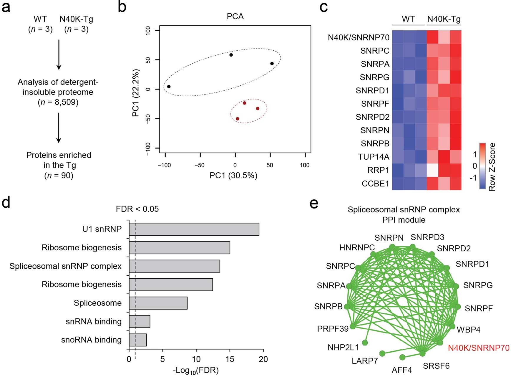 Extended Data Fig. 3: Proteomics analysis of insoluble fraction in WT and N40K-Tg mice.