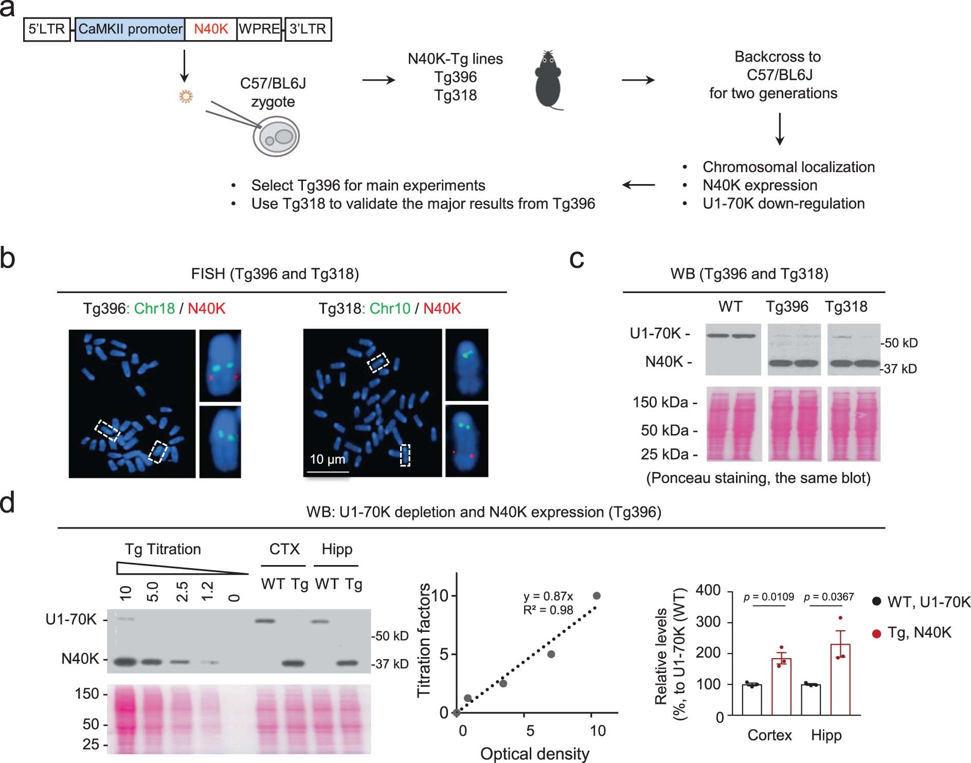 Extended Data Fig. 2: Generation of multiple N40K-Tg lines with N40K expression and U1-70K downregulation.