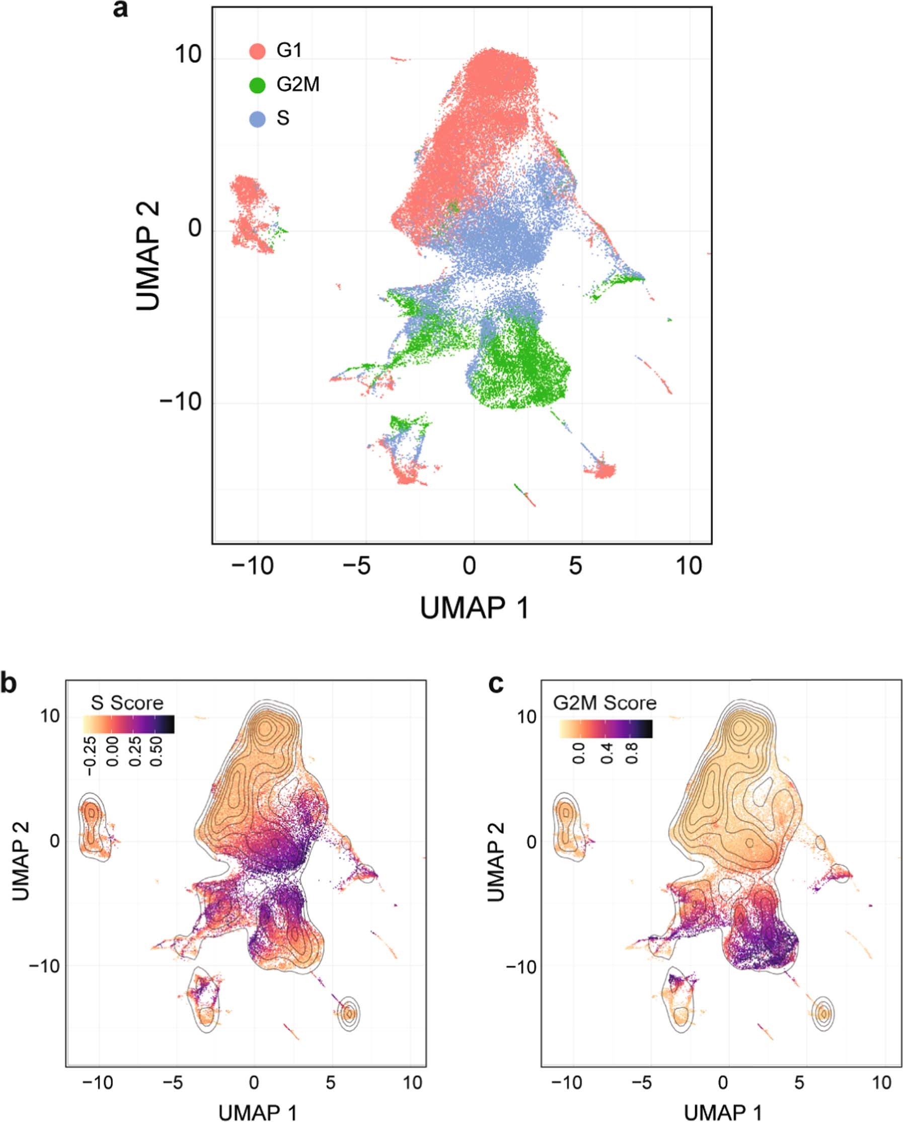 Extended Data Fig. 1: Cell cycle analysis of scRNA-sequencing data from Phf6 wild-type and knockout hematopoietic stem and progenitor cells (total LSK cells).