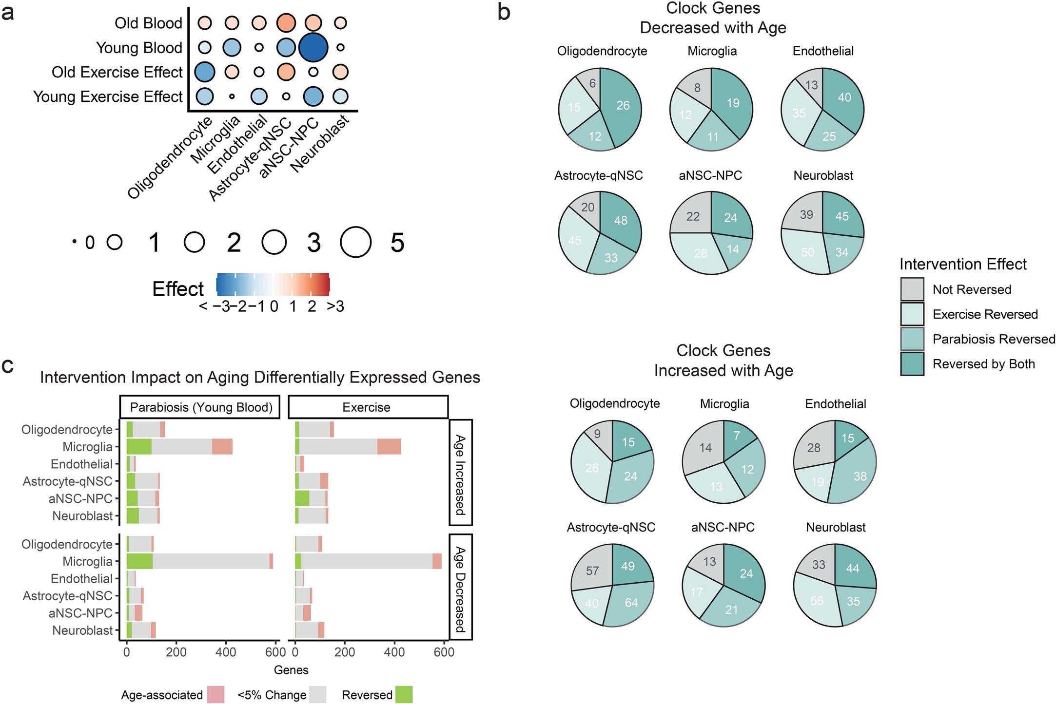 Extended Data Fig. 9: Comparison of genes in cell-type-specific aging clocks impacted by heterochronic parabiosis and by exercise.