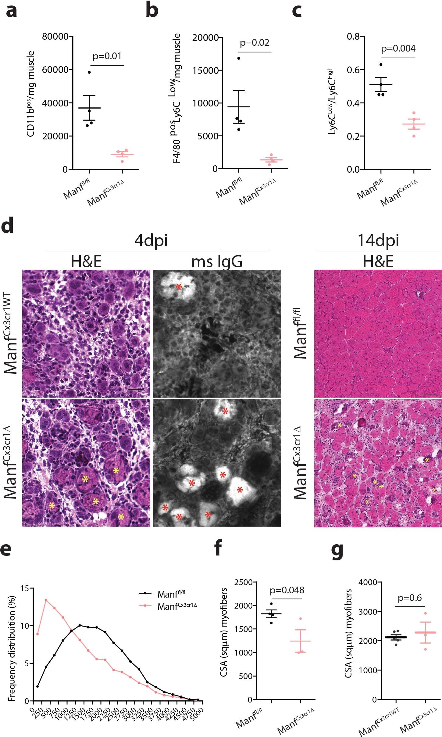 Extended Data Fig. 4: Macrophage-derived MANF in muscle regeneration.
