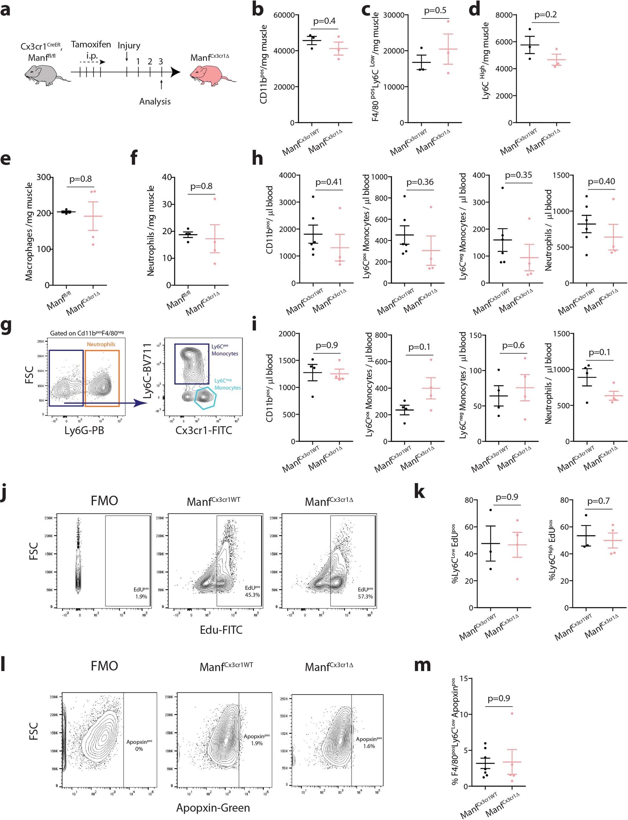 Extended Data Fig. 5: Effects of MANF ablation in Cx3cr1pos cells.