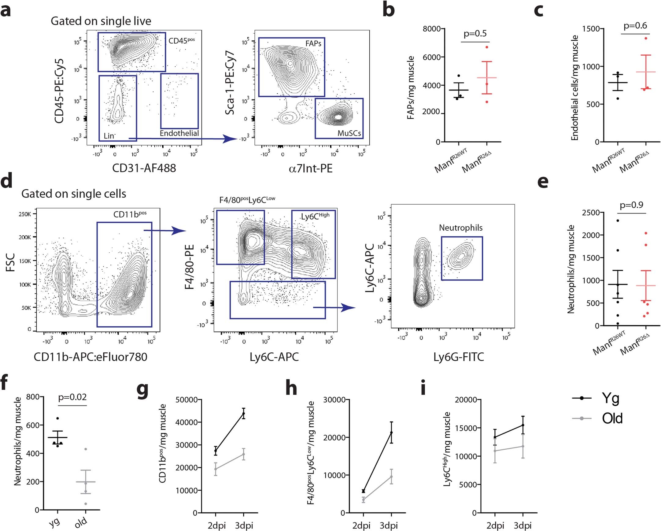 Extended Data Fig. 2: Effects of aging and MANF-deficiency in the cellular response during muscle regeneration.