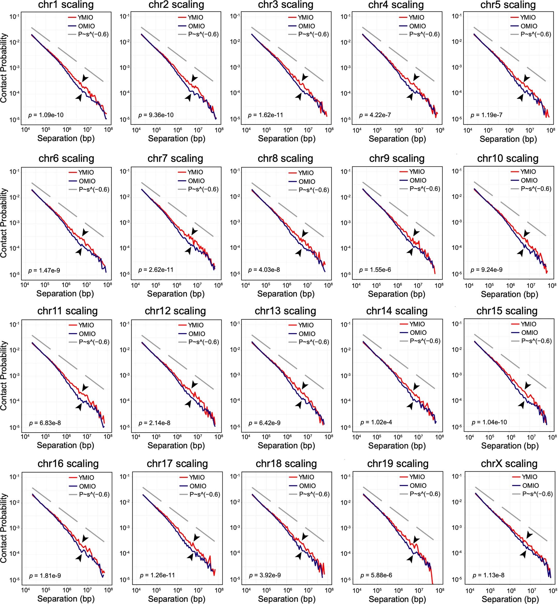 Extended Data Fig. 3: P(s) curves of young and aged oocytes at MI for individual autosomes.